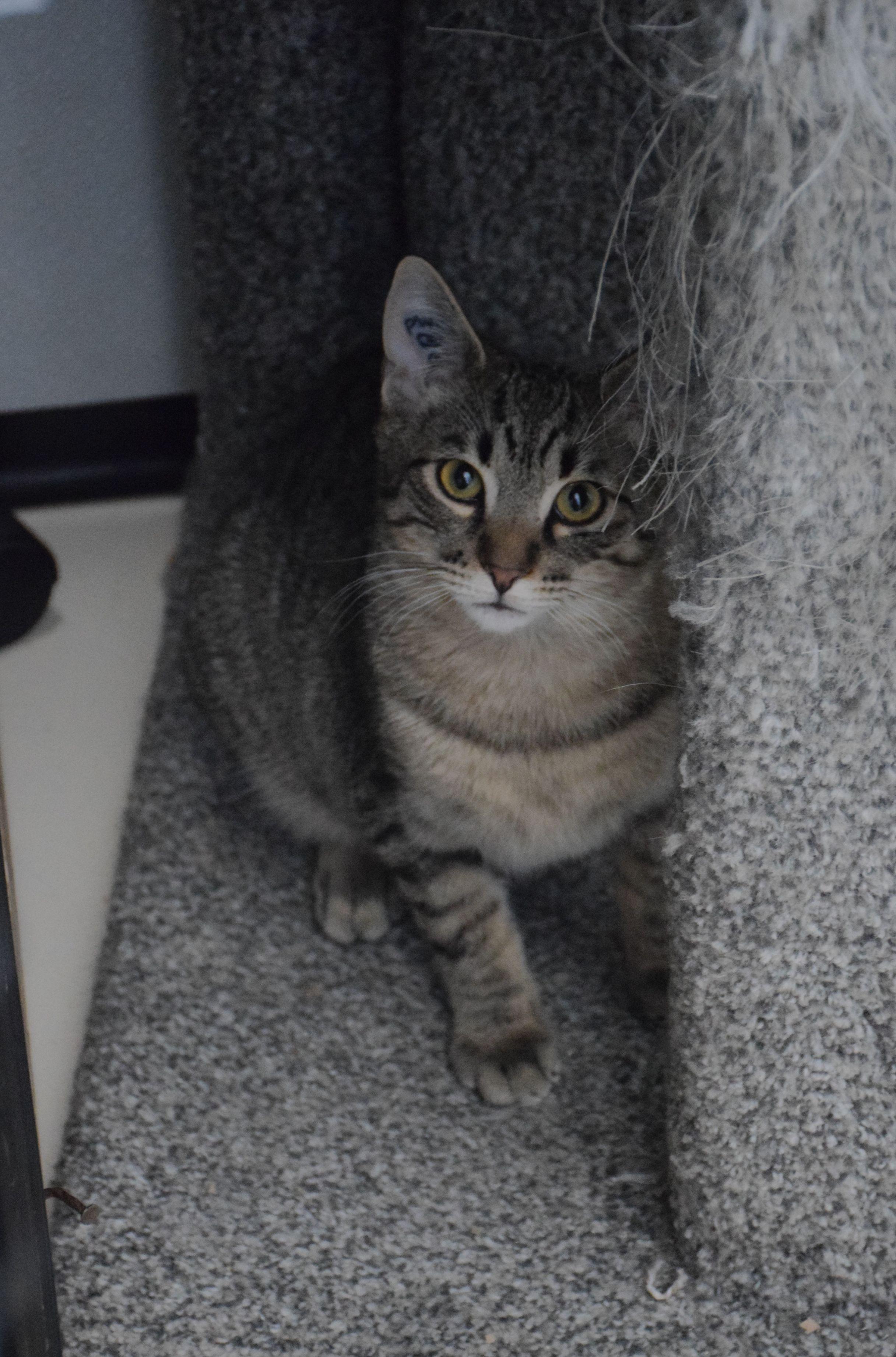 Enlarge Diego, a ADOPTABLE Tabby in Claresholm, AB image 1/1