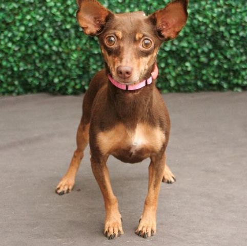 Misty, an adoptable Chihuahua in Portland, OR, 97239 | Photo Image 2