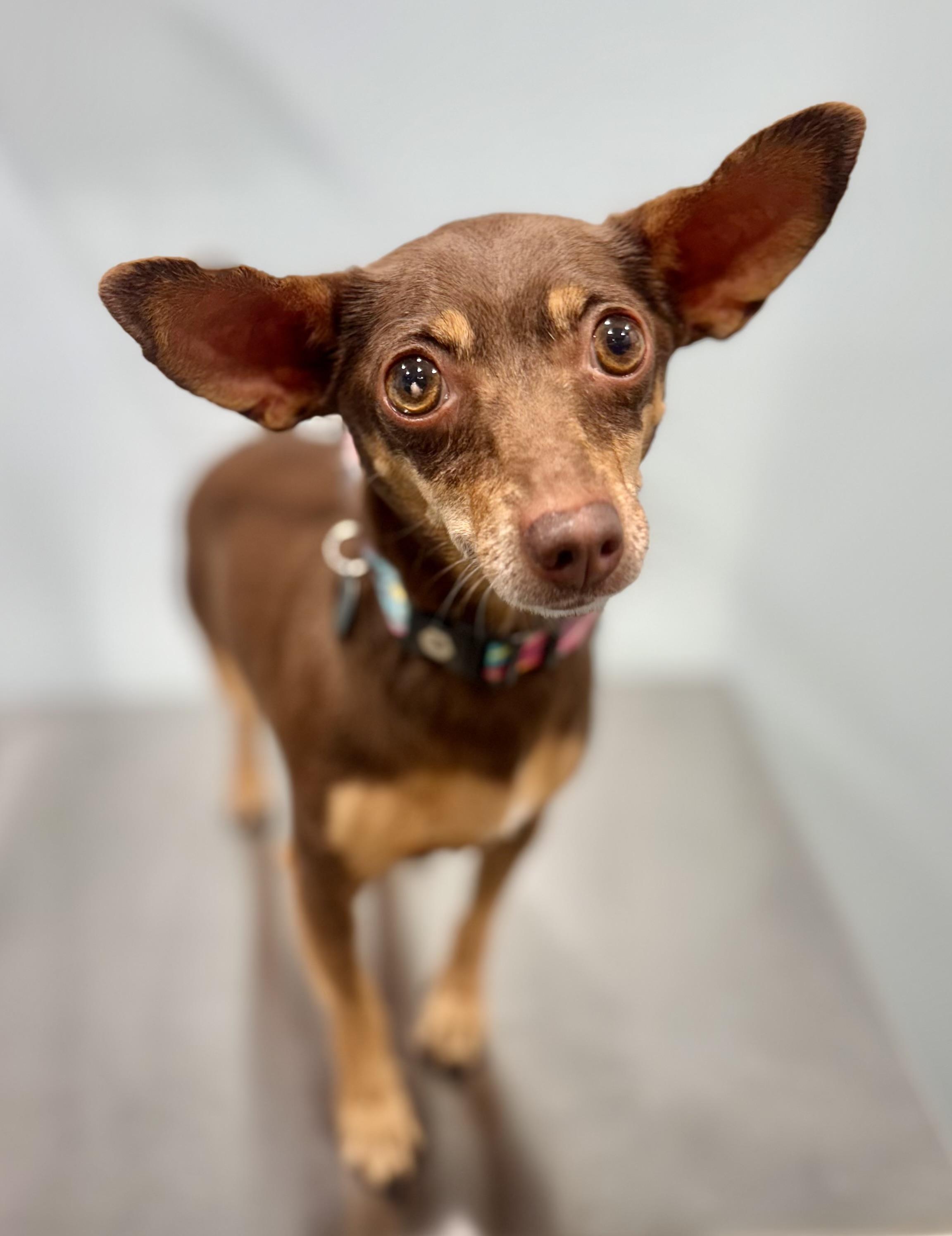 Misty, an adoptable Chihuahua in Portland, OR, 97239 | Photo Image 1