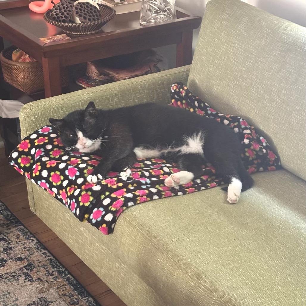 Boomer, Adoptable, Adult Male Domestic Short Hair.