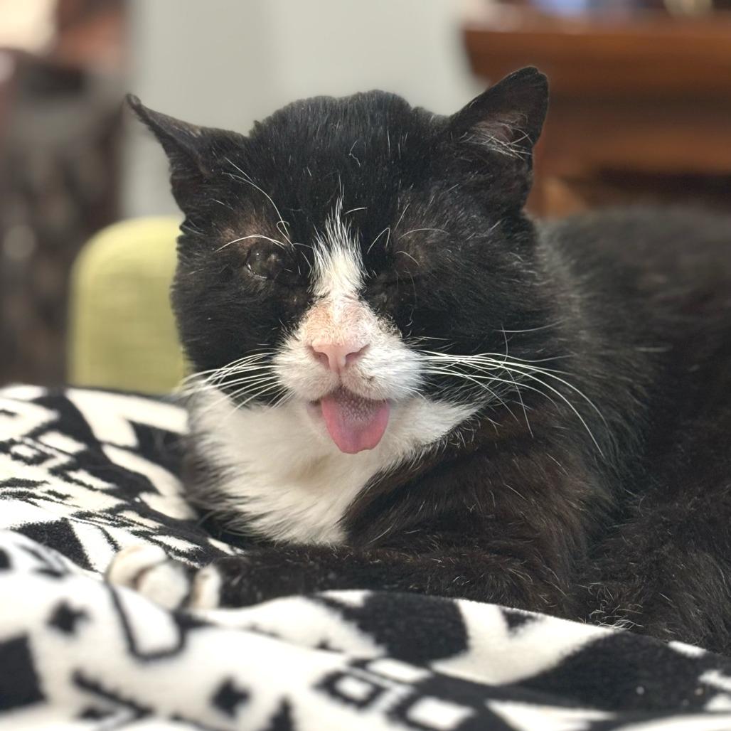 Enlarge Boomer, a Adoptable Domestic Short Hair in Middle Village, NY image 3/4