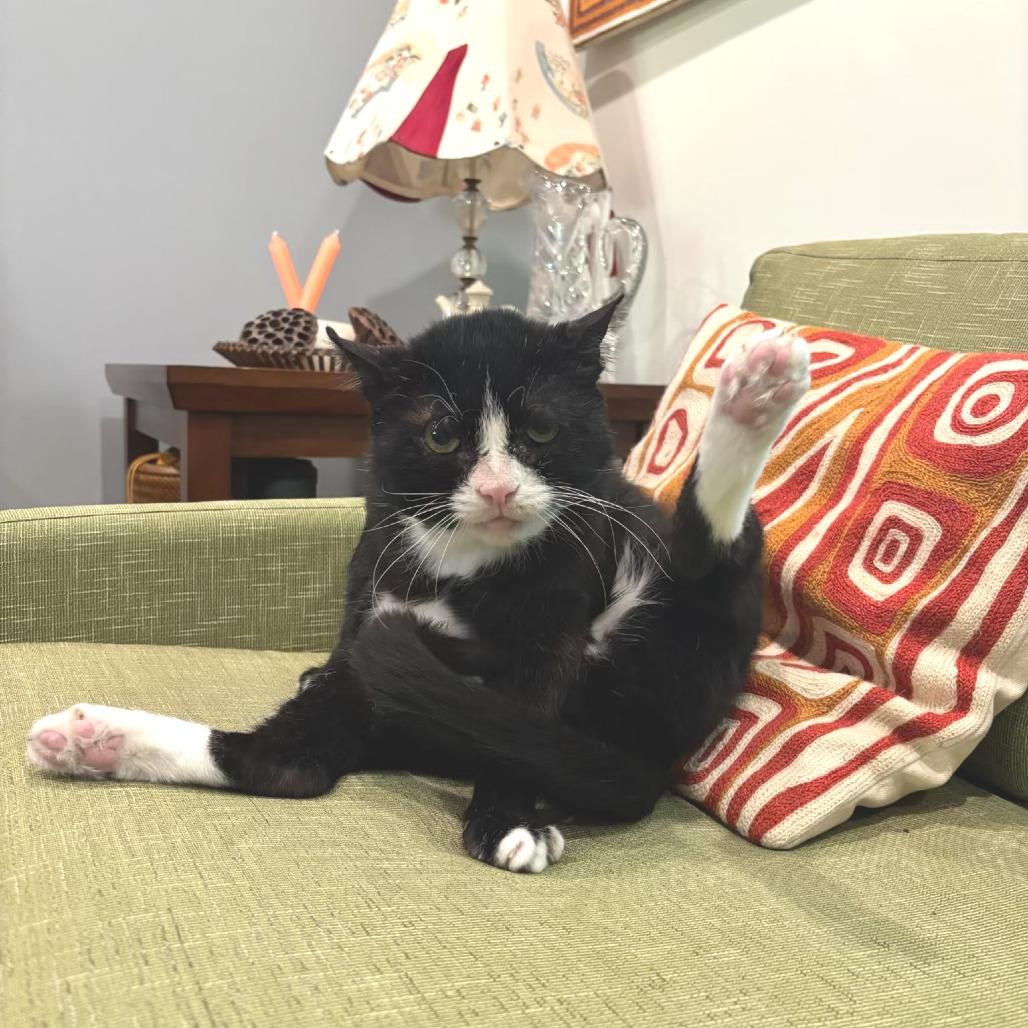 Enlarge Boomer, a Adoptable Domestic Short Hair in Middle Village, NY image 4/4