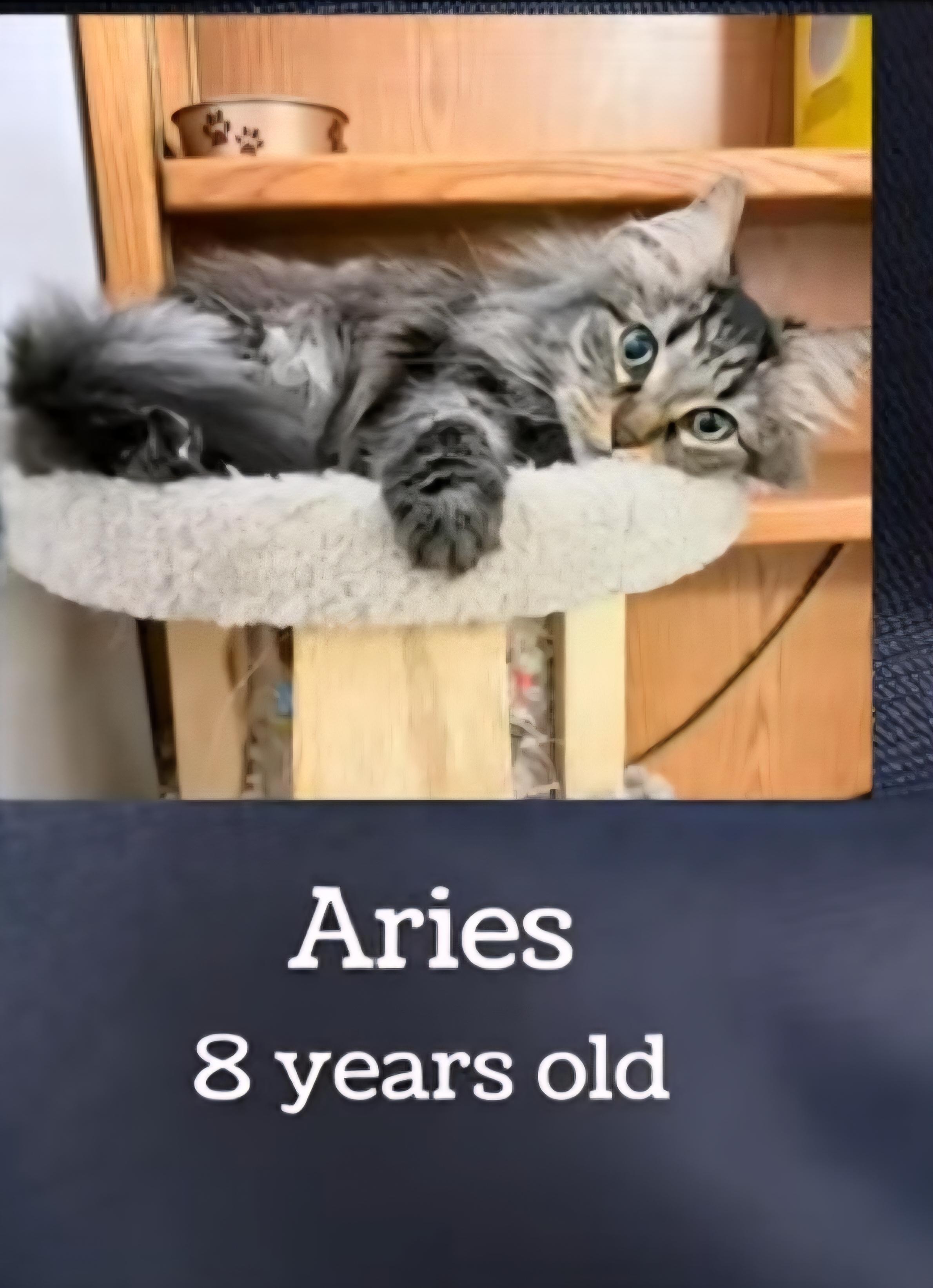 Aries, adopted, Adult Female Domestic Medium Hair.