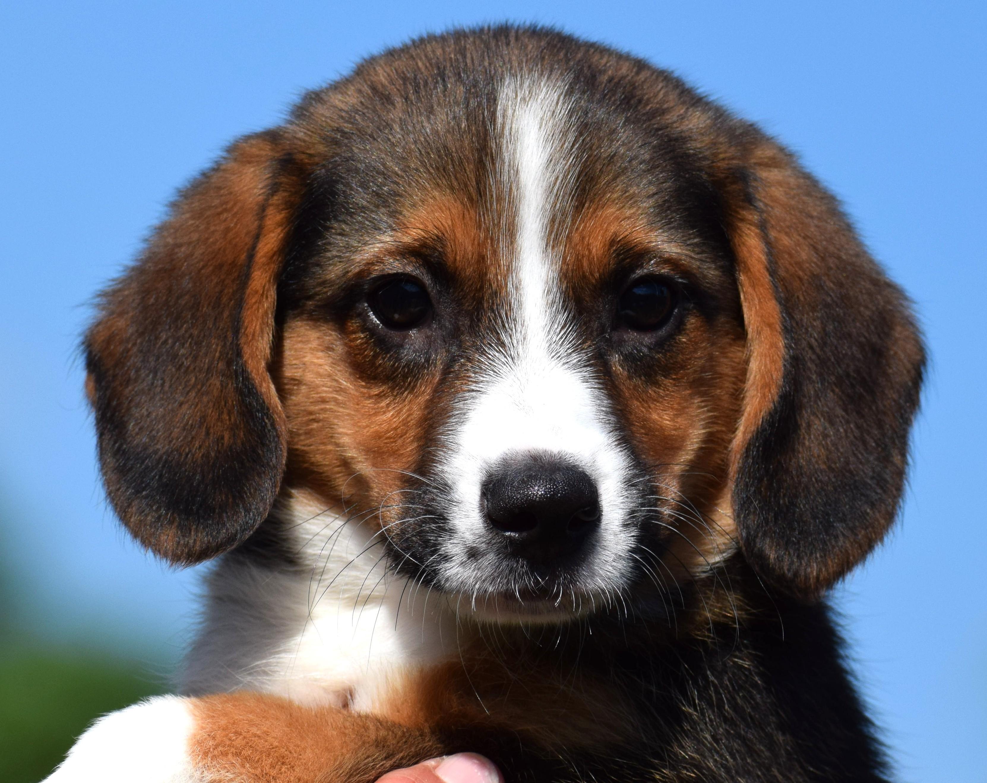 2026Bethany, adopted, Puppy Female Beagle.