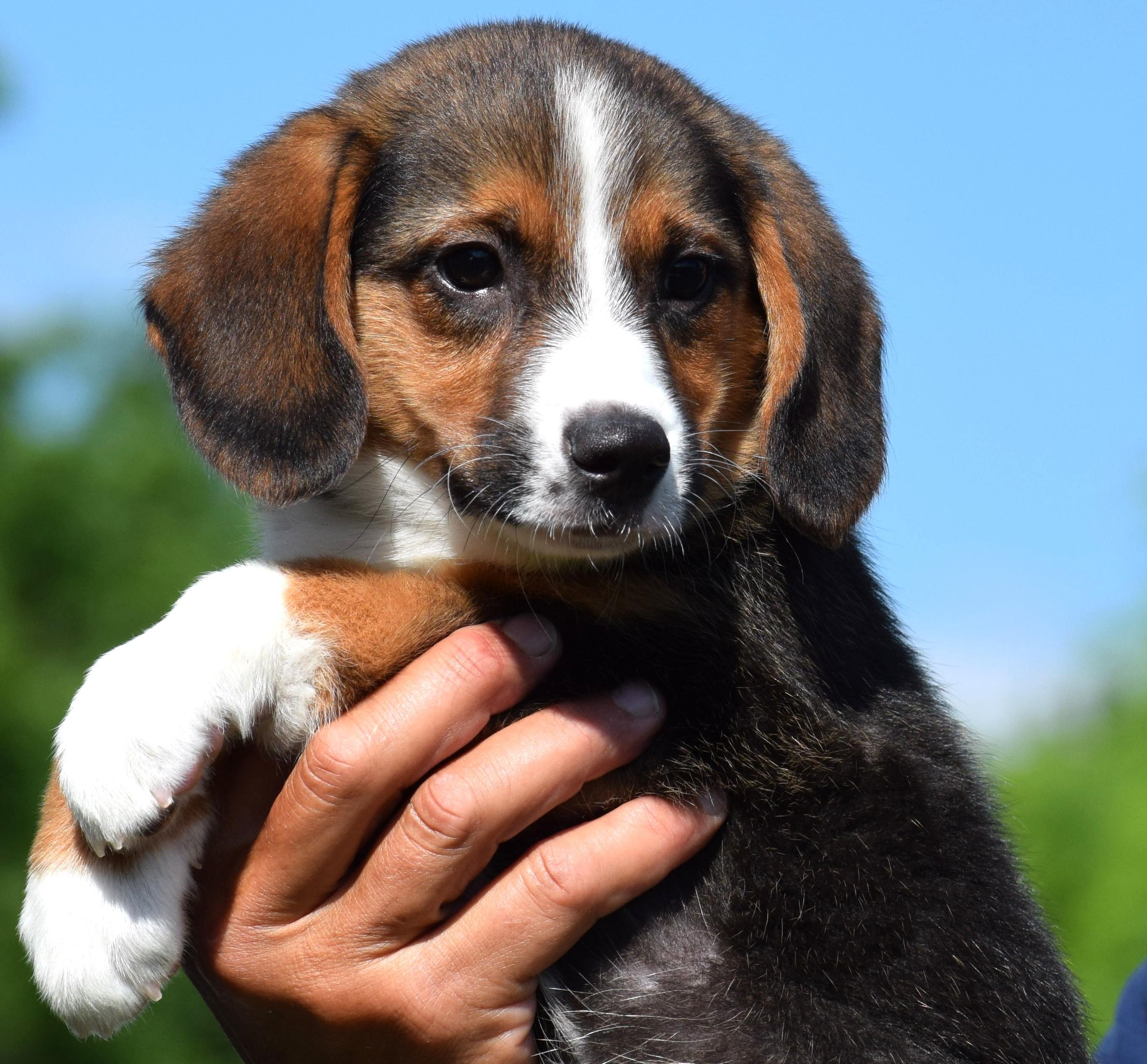 Enlarge 2026Bethany, an adopted mixed breed in Frederick, MD image 6/6
