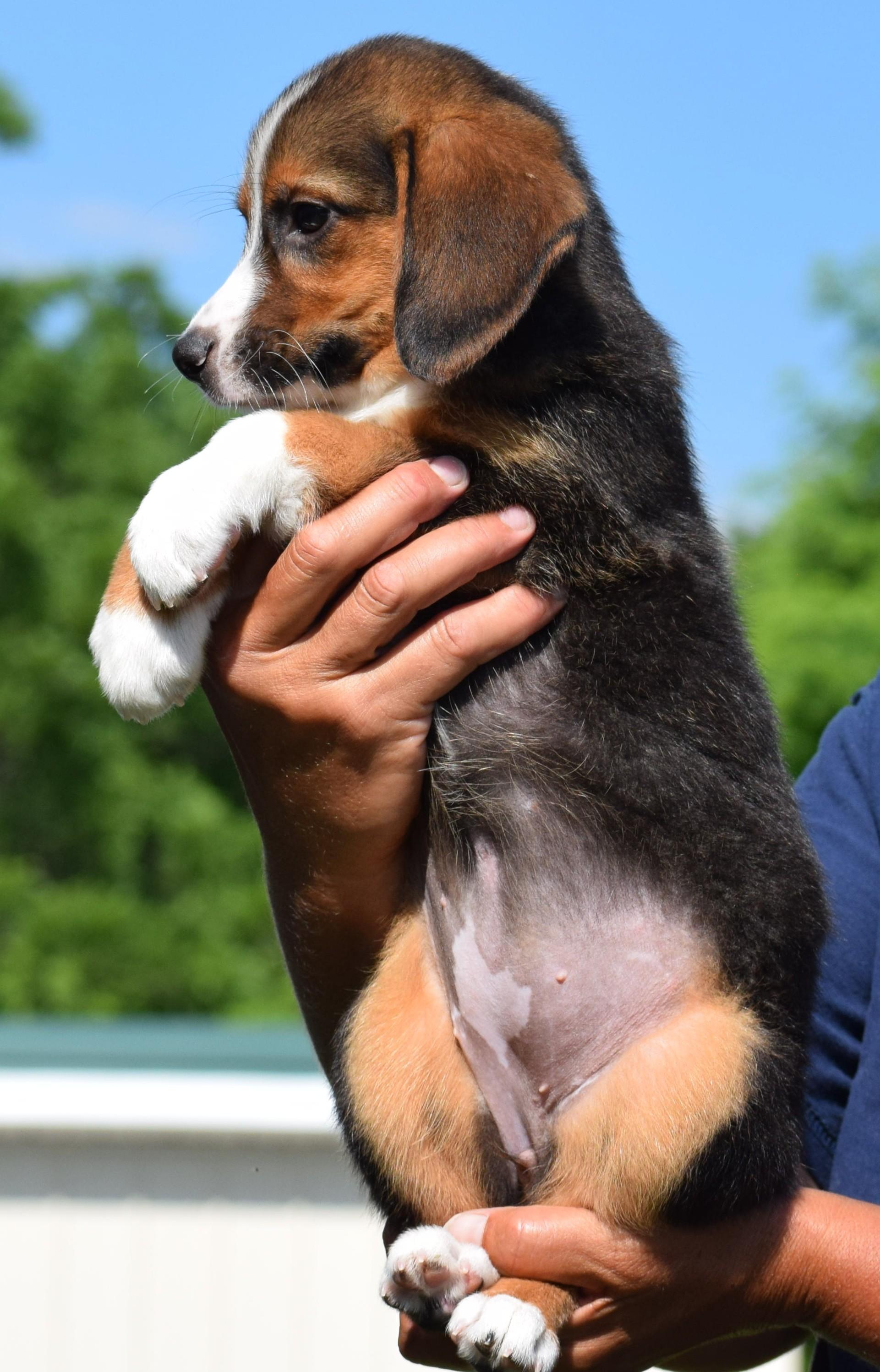 Enlarge 2026Bethany, an adopted mixed breed in Frederick, MD image 4/6