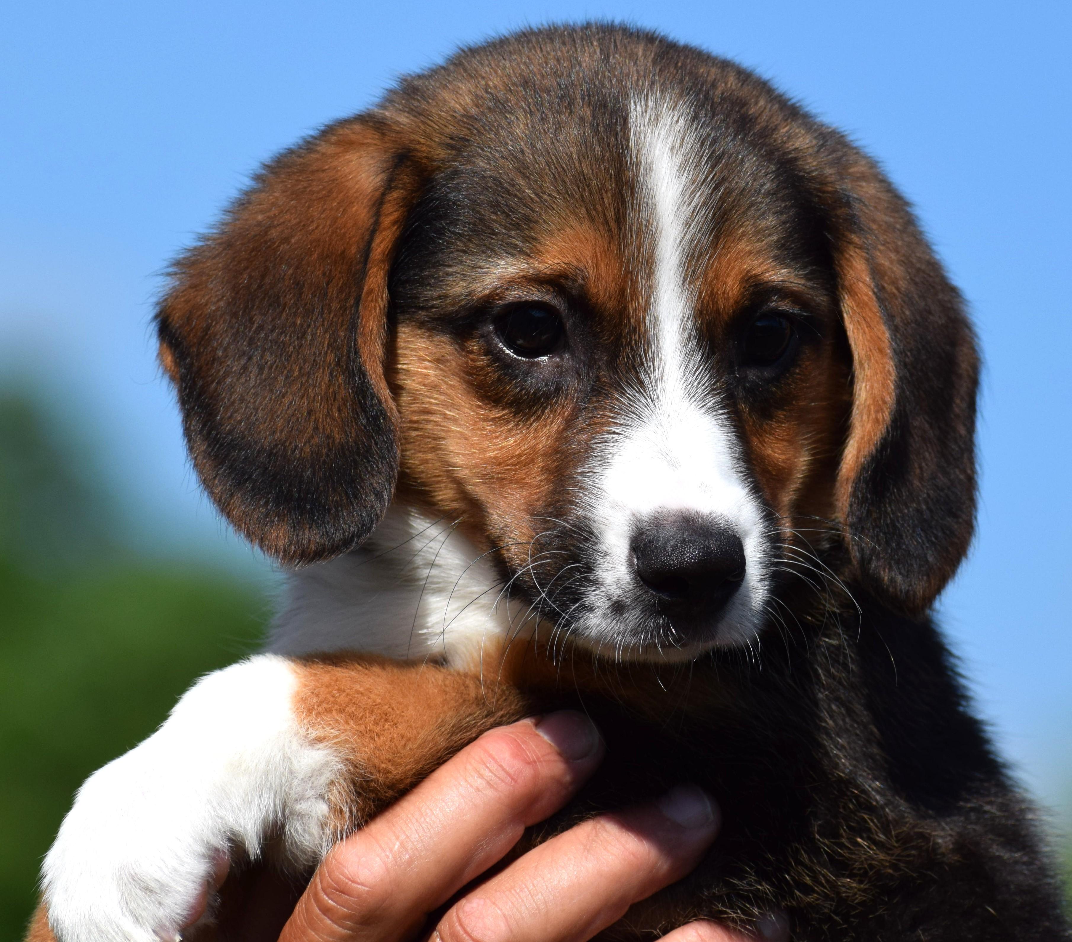 Enlarge 2026Bethany, an adopted mixed breed in Frederick, MD image 2/6