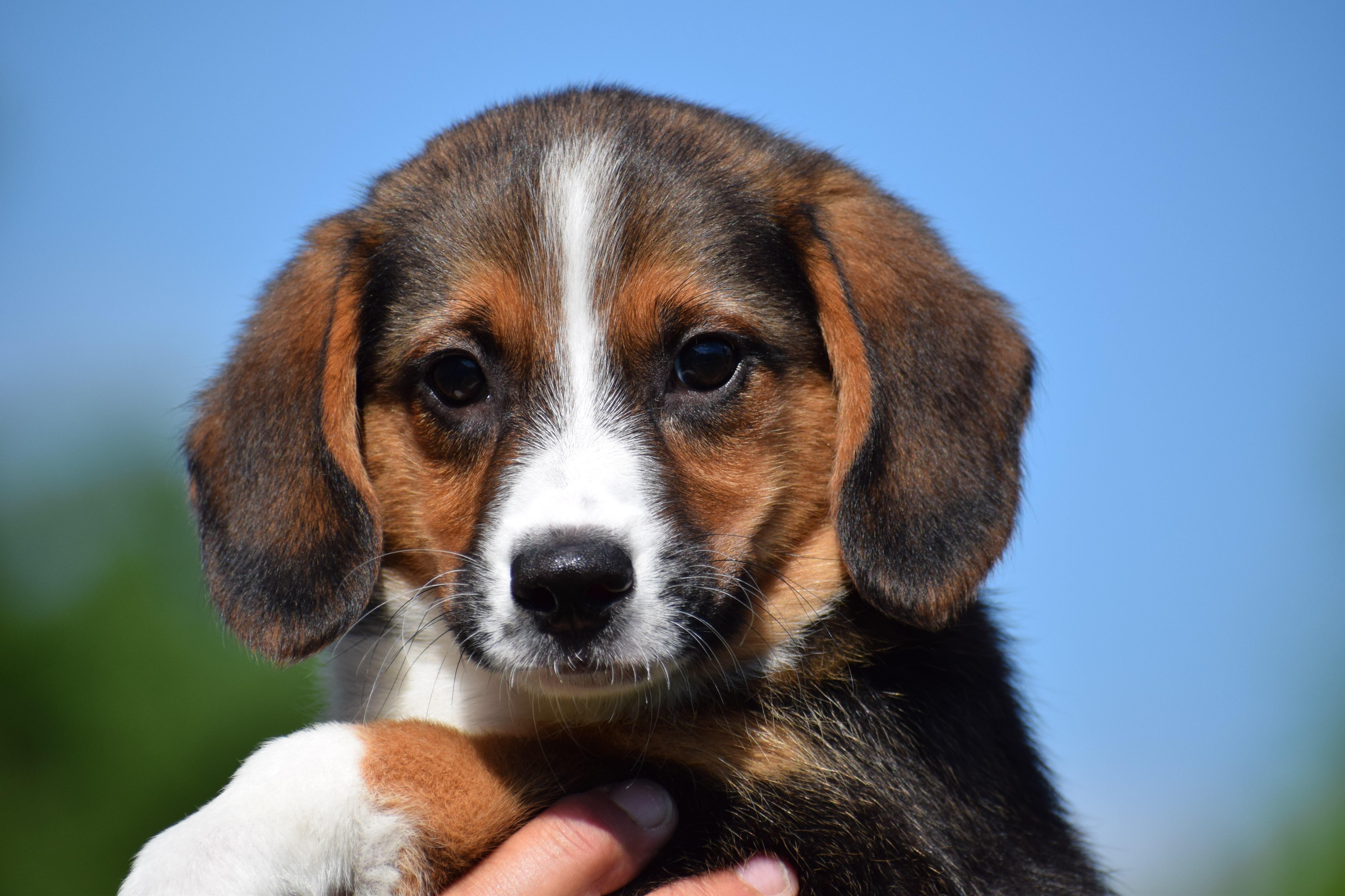 Enlarge 2026Bethany, an adopted mixed breed in Frederick, MD image 5/6