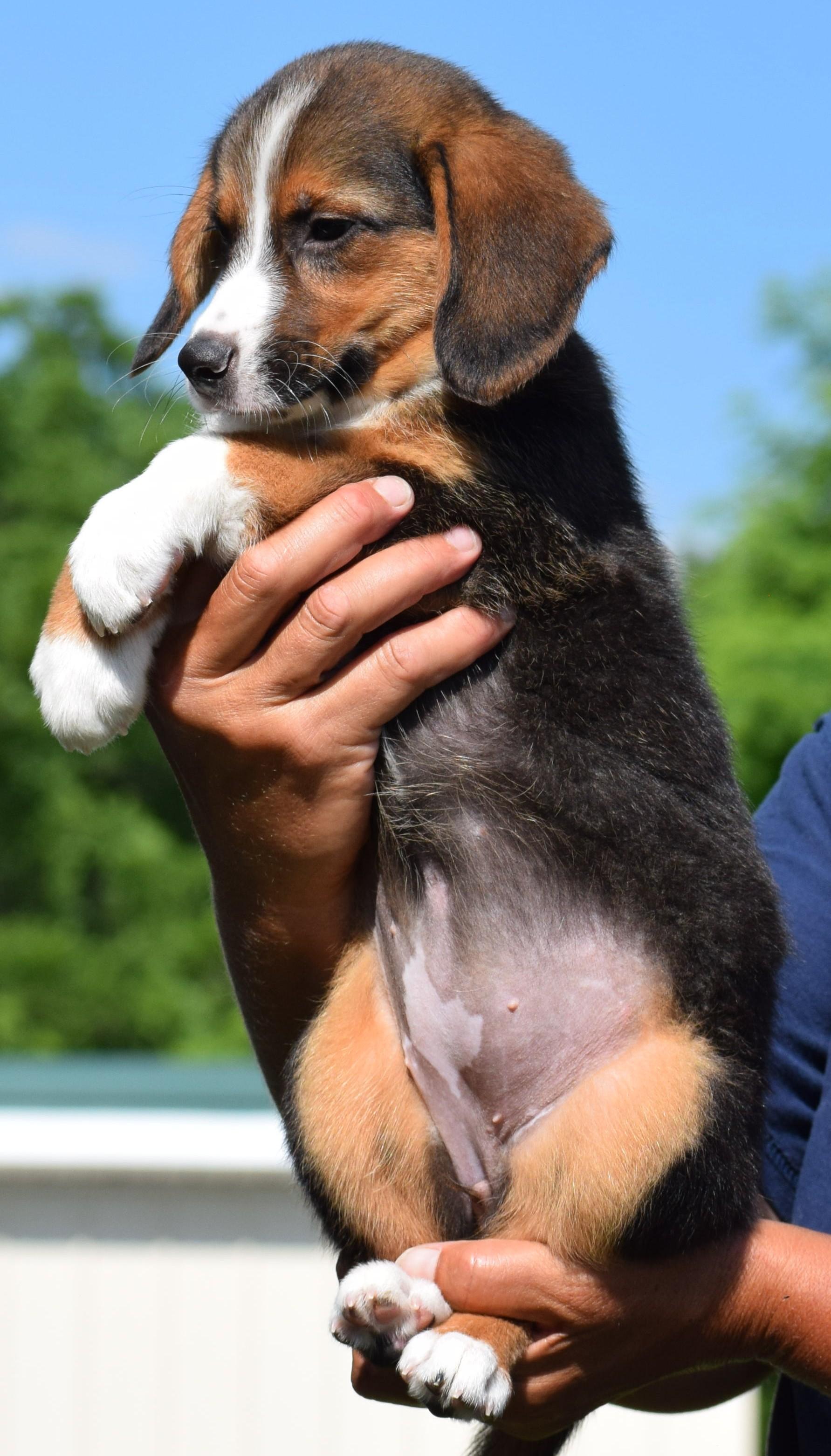 Enlarge 2026Bethany, an adopted mixed breed in Frederick, MD image 3/6