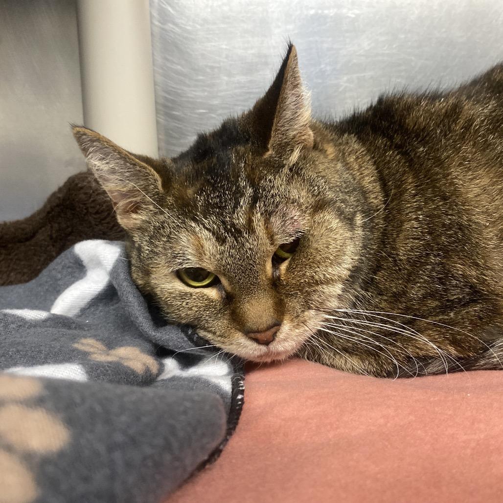 Lillian, Adoptable, Senior Female Domestic Short Hair.