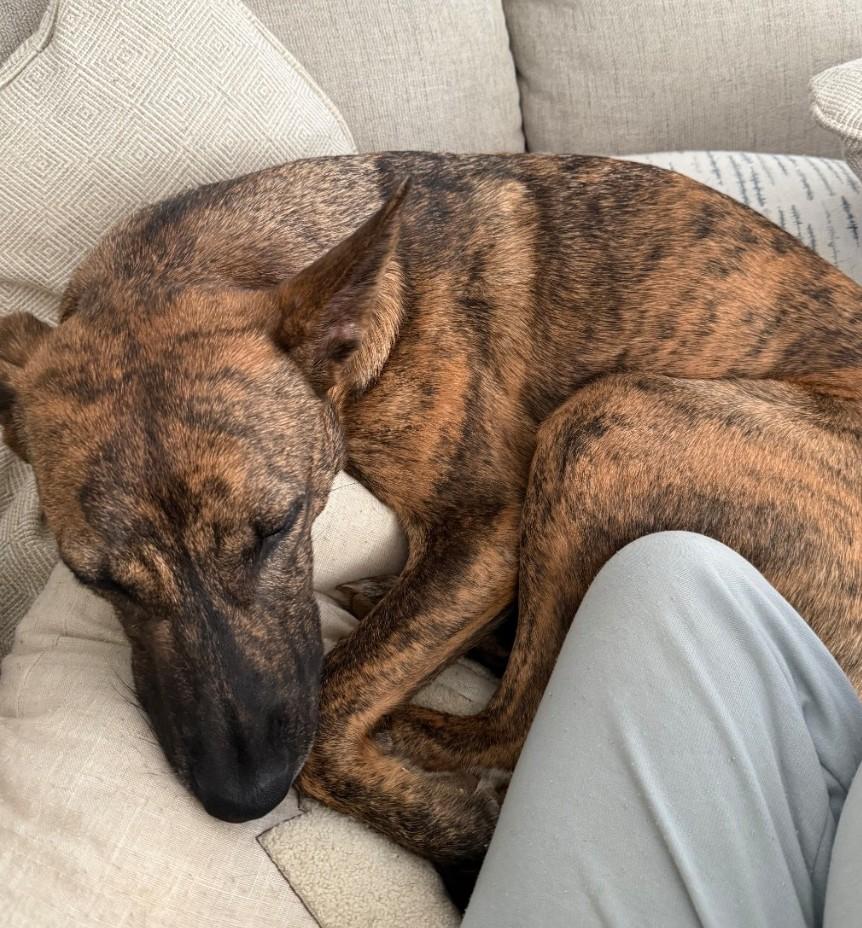 FAITH Loves Snuggles, an adoptable mixed breed in Lebanon, TN image 2/3