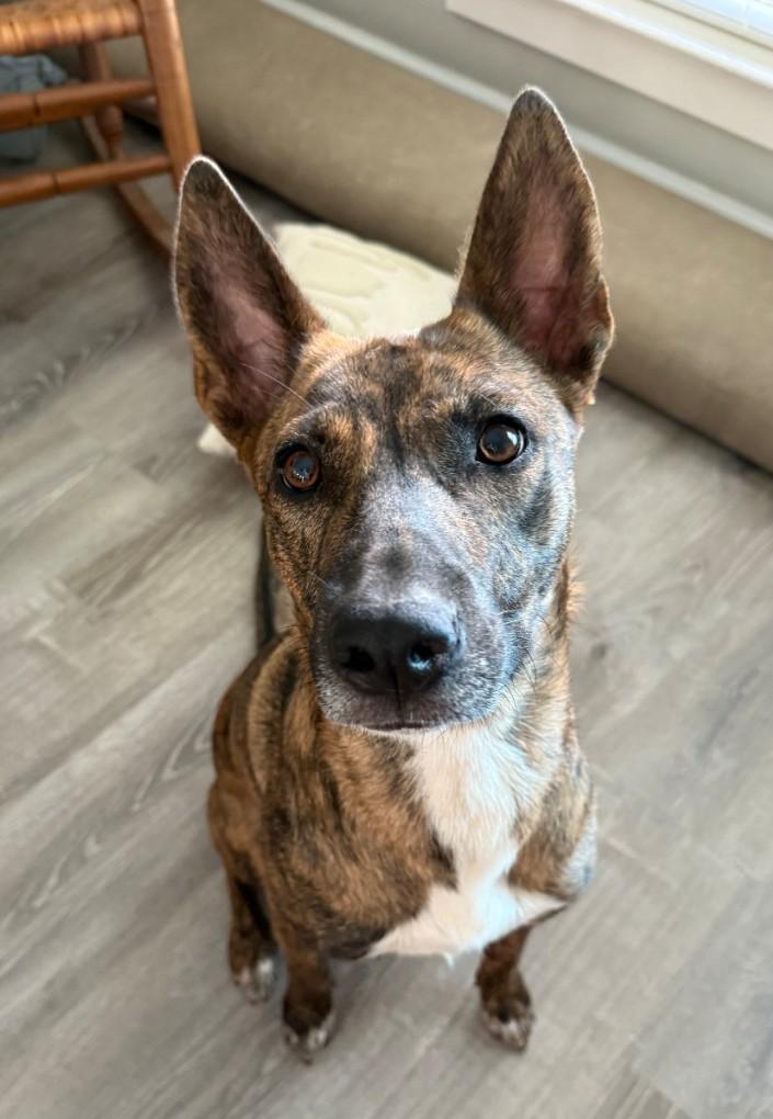 FAITH Loves Snuggles, adoptable, Young Female Shepherd.