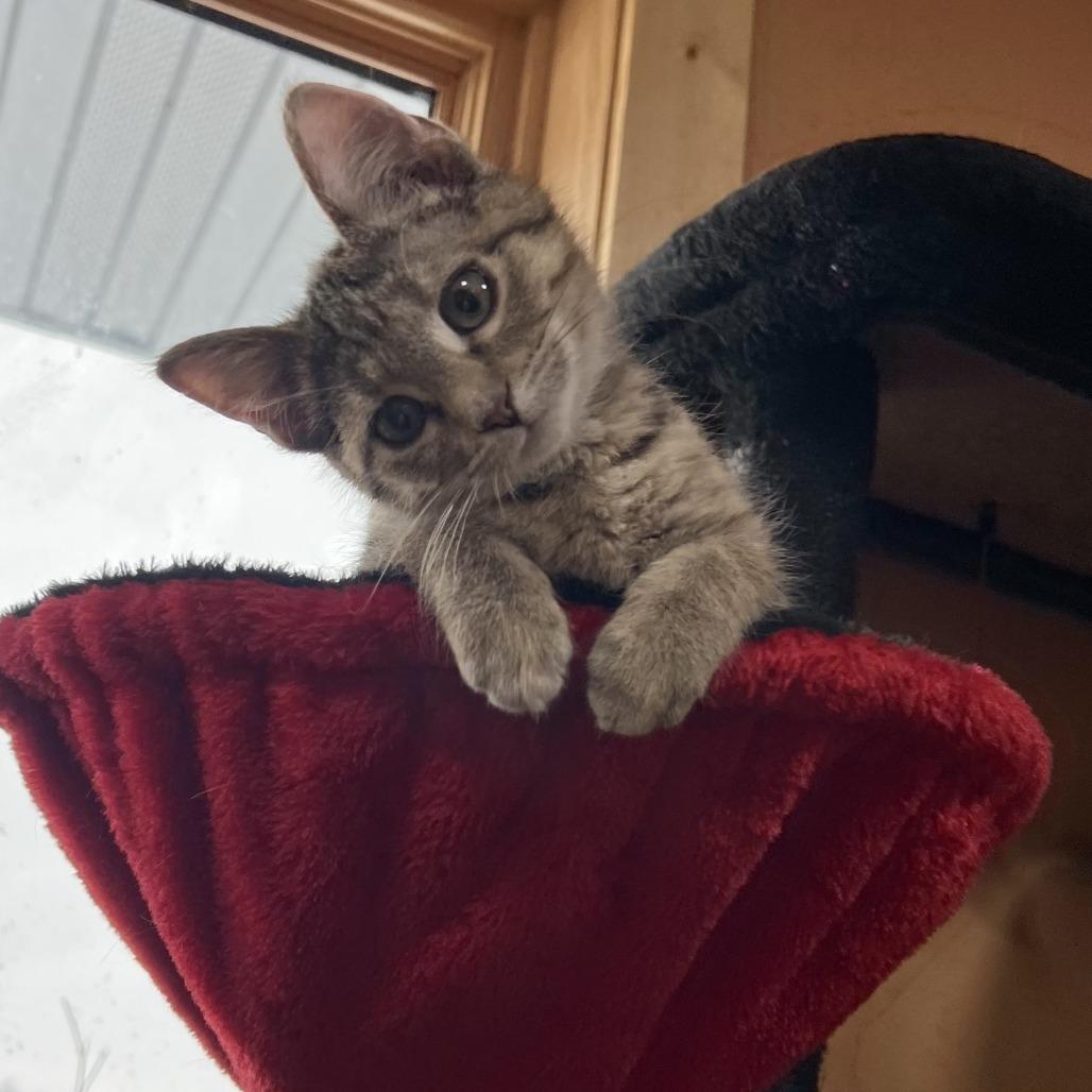 Enlarge Zoe, a Adoptable Domestic Short Hair in Wadena, MN image 1/6