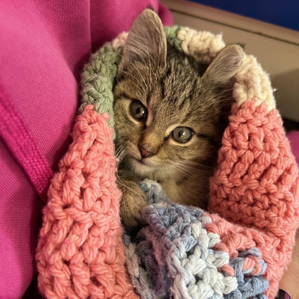 Enlarge Zoe, a Adoptable Domestic Short Hair in Wadena, MN image 3/6