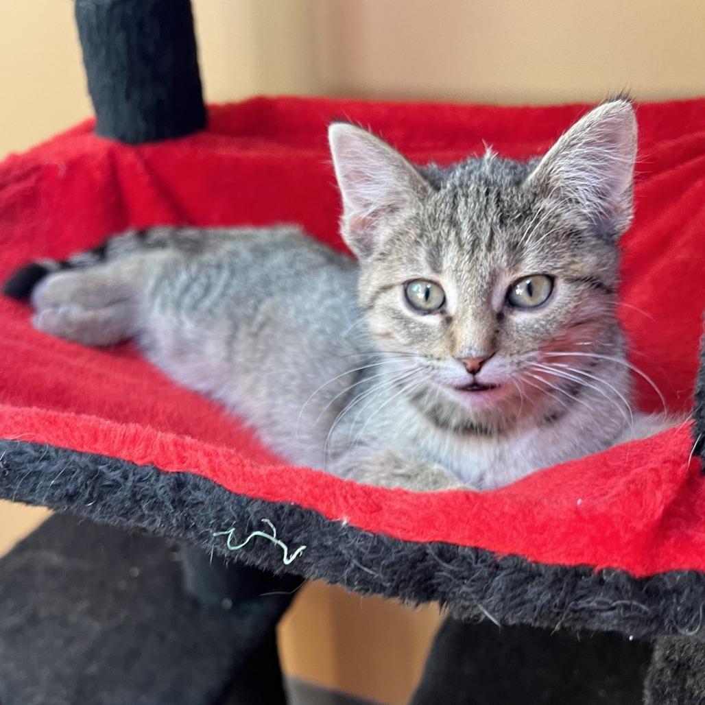 Enlarge Zoe, a Adoptable Domestic Short Hair in Wadena, MN image 4/6