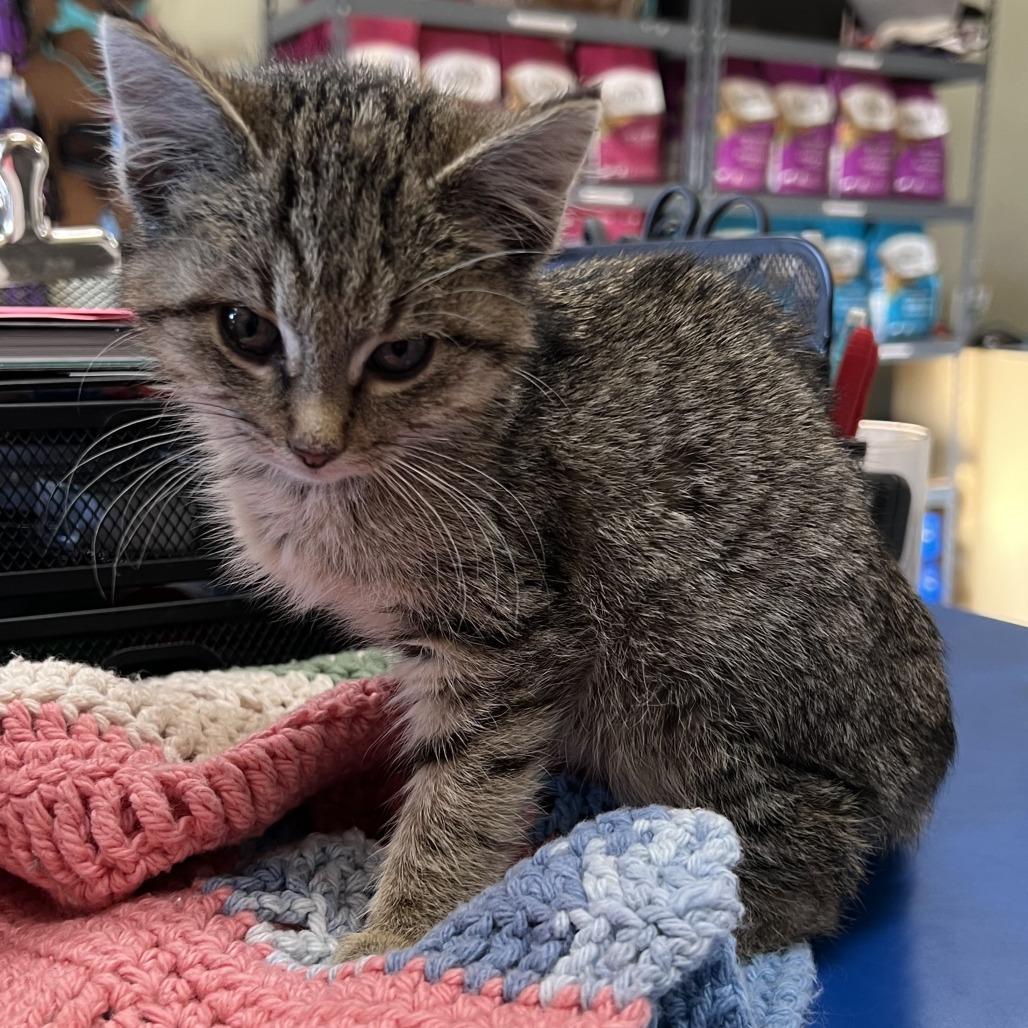 Enlarge Zoe, a Adoptable Domestic Short Hair in Wadena, MN image 5/6