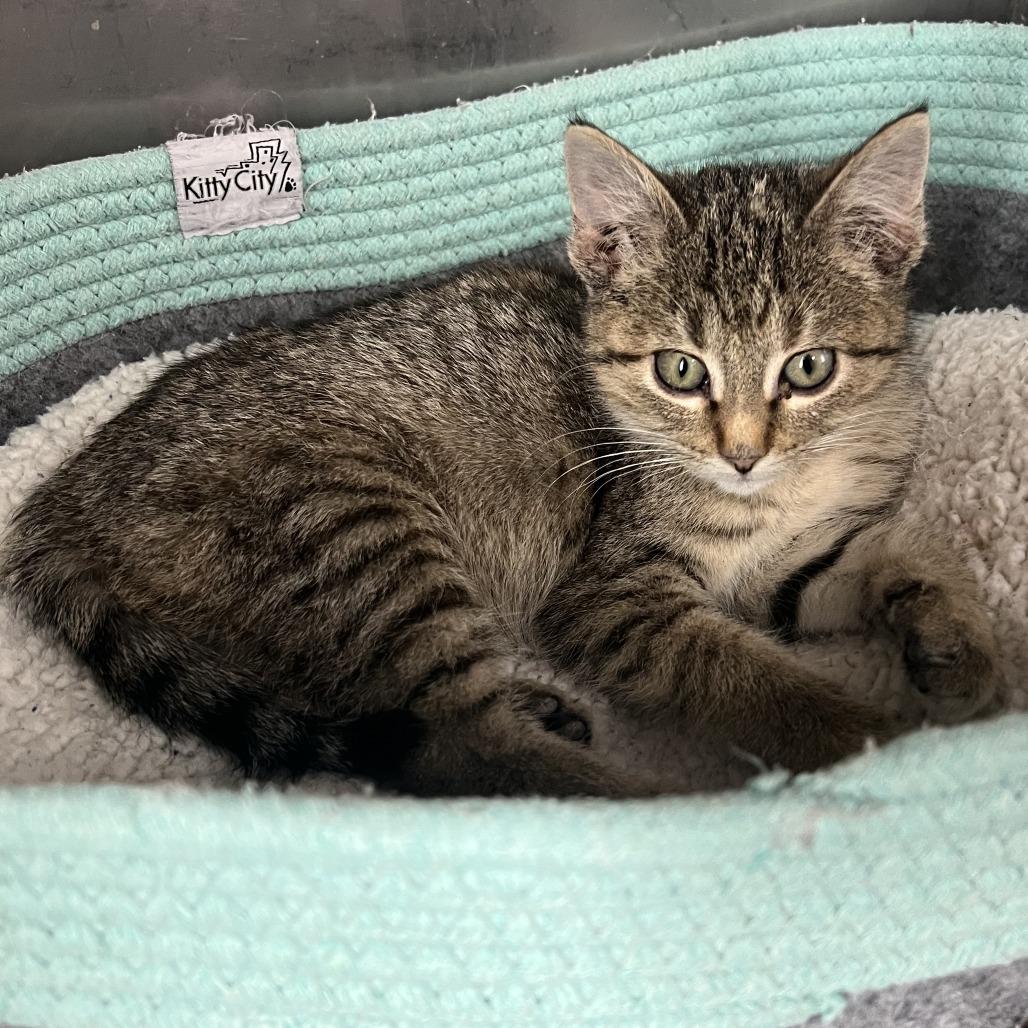 Enlarge Zoe, a Adoptable Domestic Short Hair in Wadena, MN image 6/6