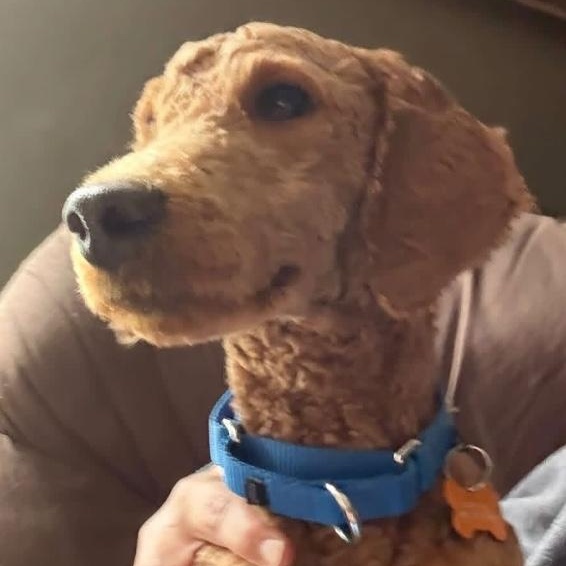 Walter, Adopted, Adult Male Goldendoodle.