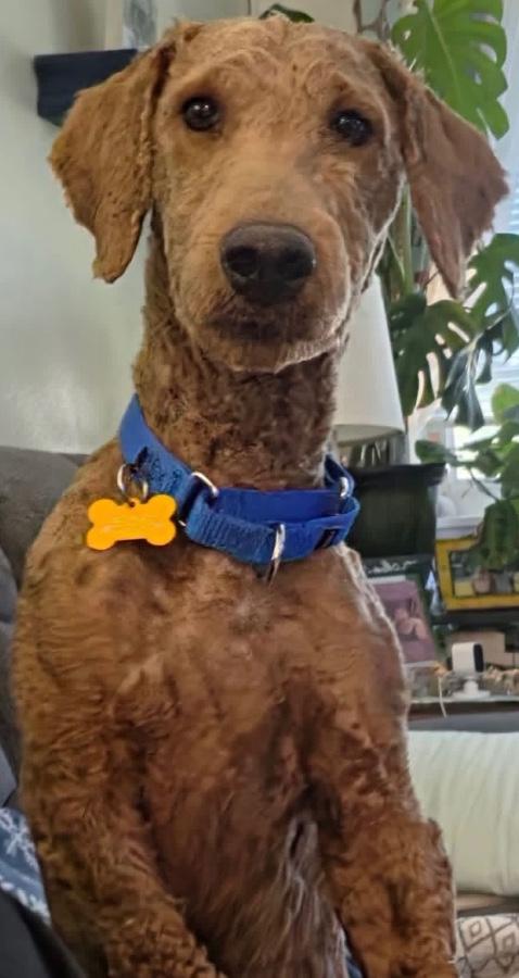 Enlarge Walter, a Adopted mixed breed in Painesville, OH image 3/5