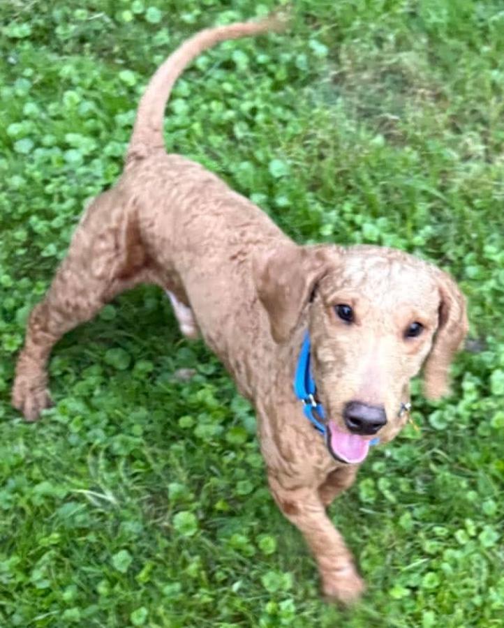 Enlarge Walter, a Adopted mixed breed in Painesville, OH image 2/5