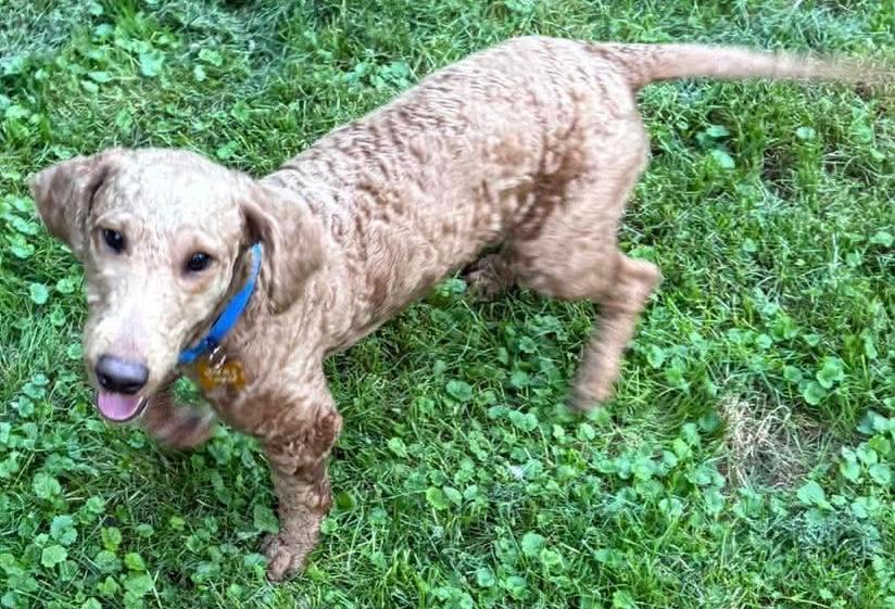 Enlarge Walter, a Adopted mixed breed in Painesville, OH image 4/5
