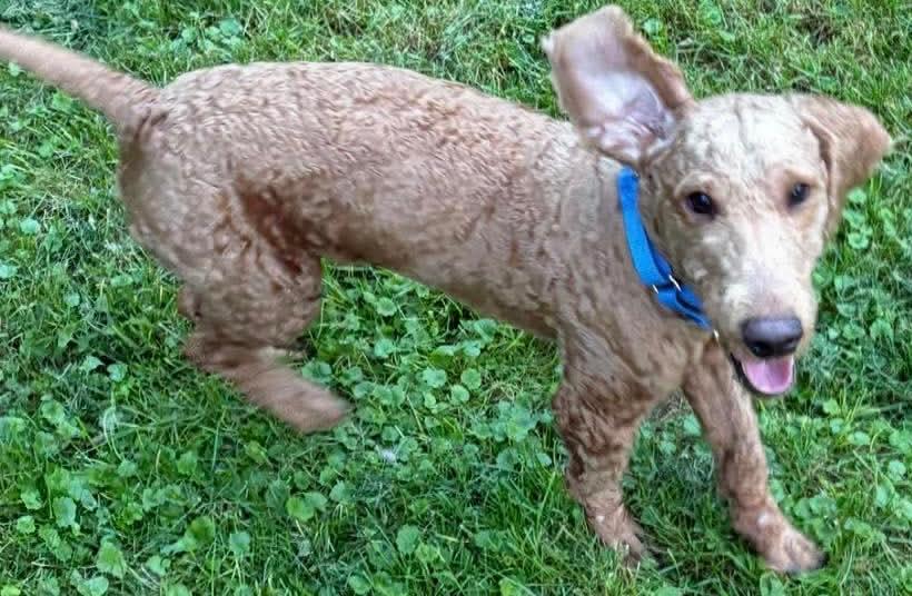 Enlarge Walter, a Adopted mixed breed in Painesville, OH image 5/5