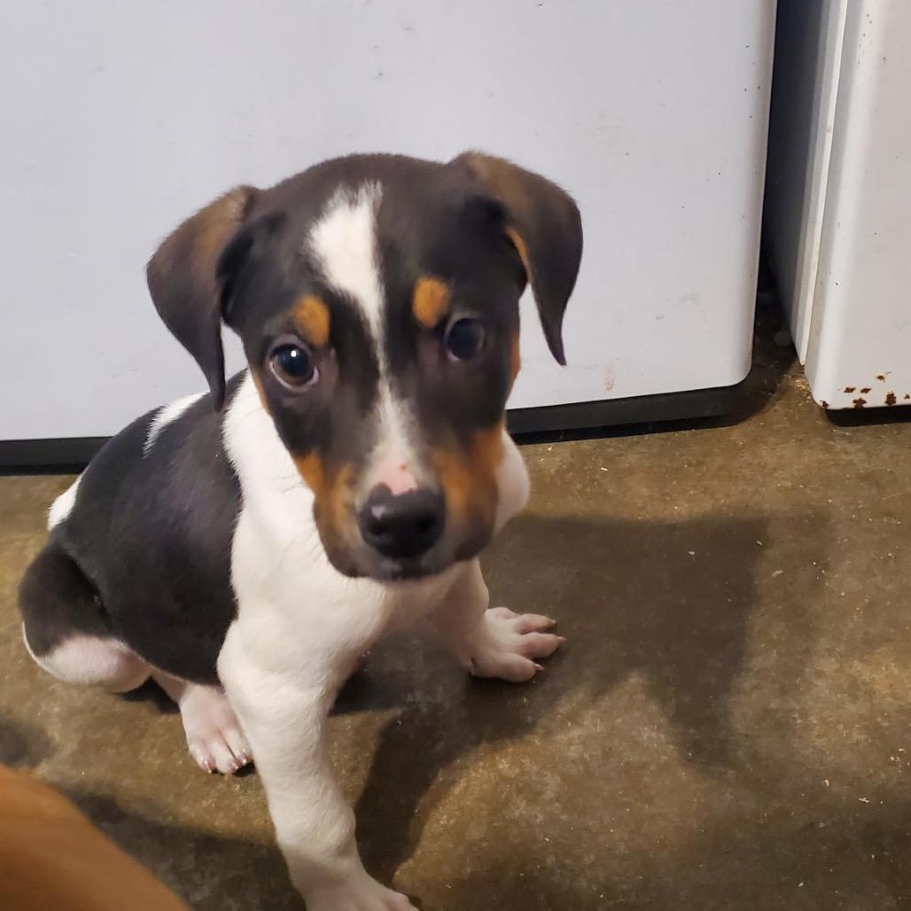 Badger, ADOPTABLE, Young Male Mixed Breed.