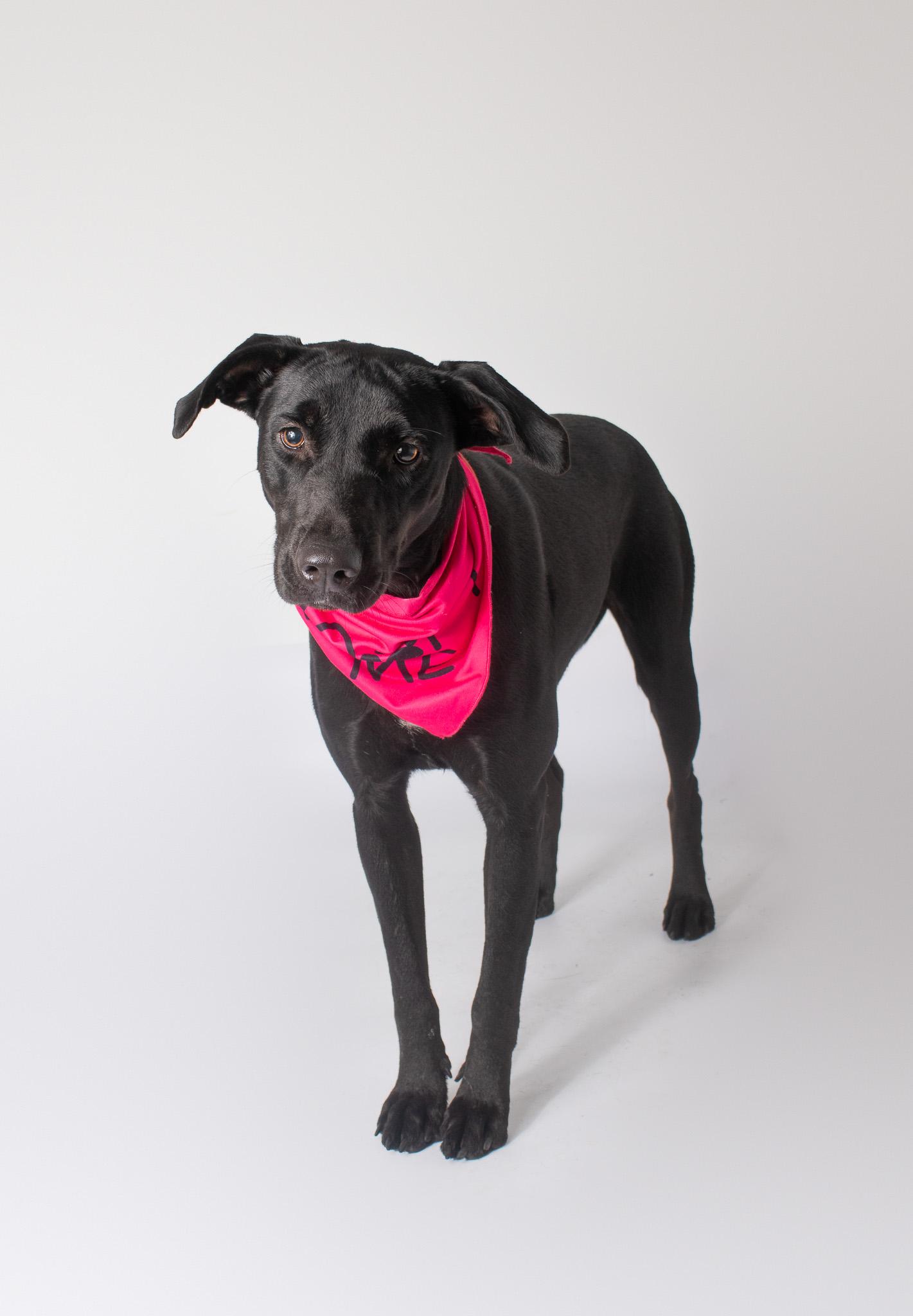Angel, ADOPTABLE, Adult Female Black Labrador Retriever.