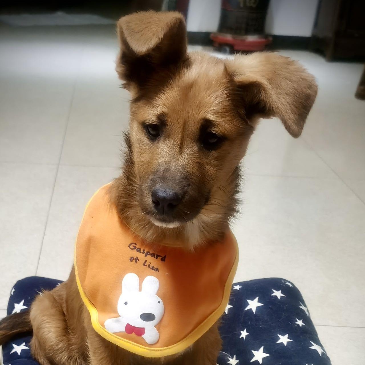 Dawa, a Adoptable Mixed Breed in Van Nuys, CA image 1/6