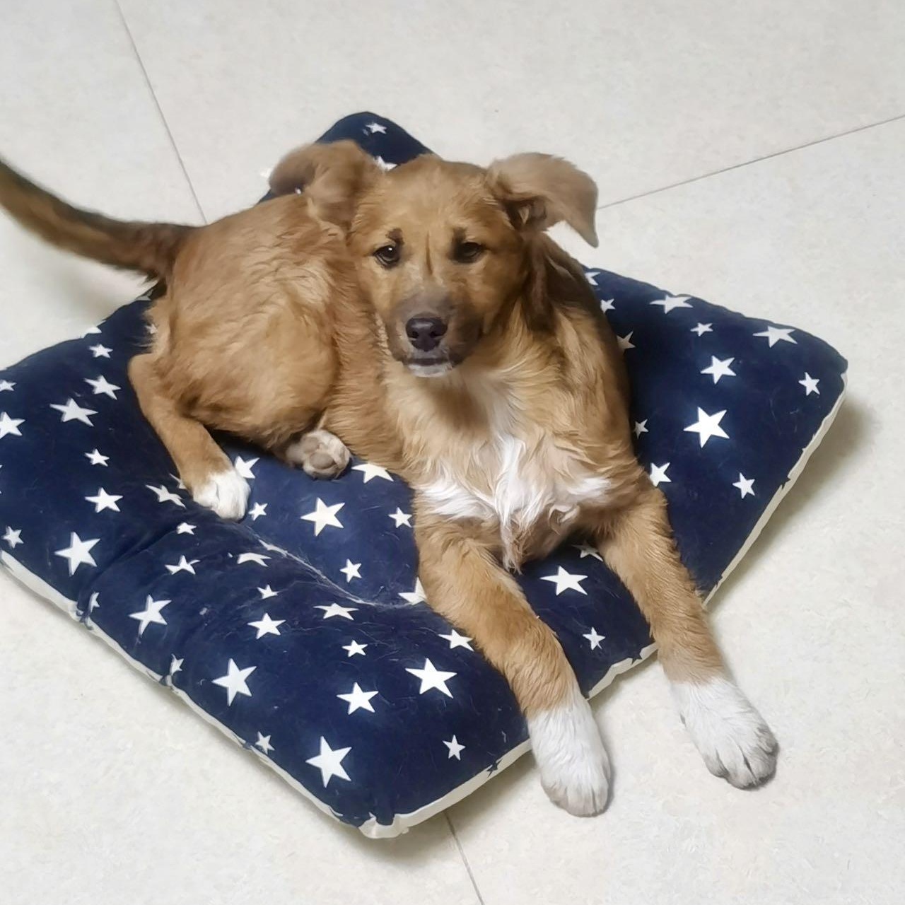 Dawa, a Adoptable Mixed Breed in Van Nuys, CA image 2/6