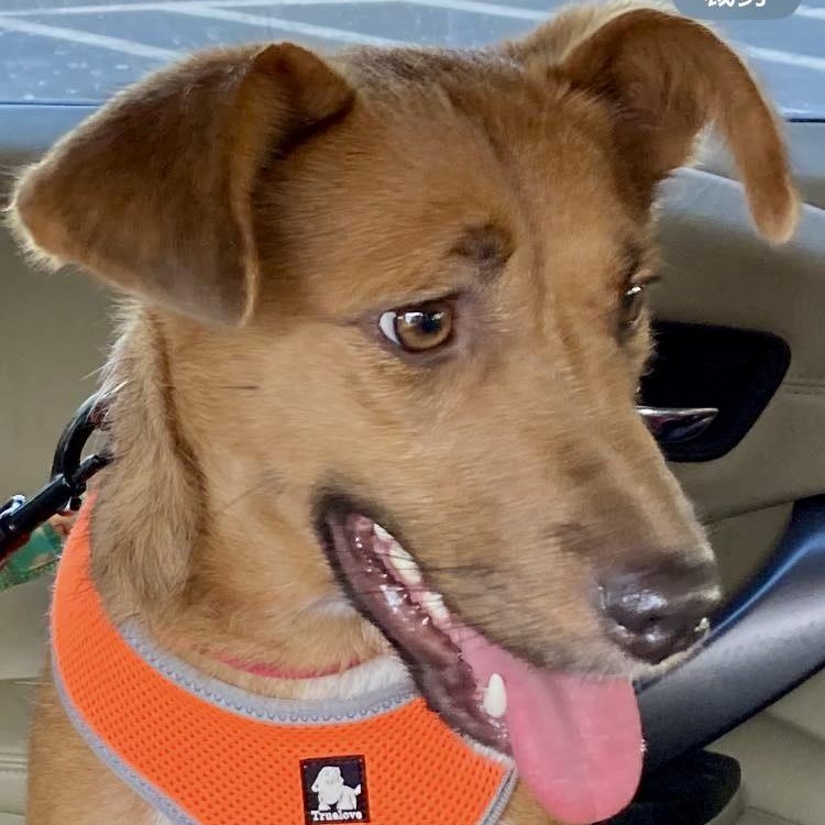 Dawa, a Adoptable Mixed Breed in Van Nuys, CA image 3/6