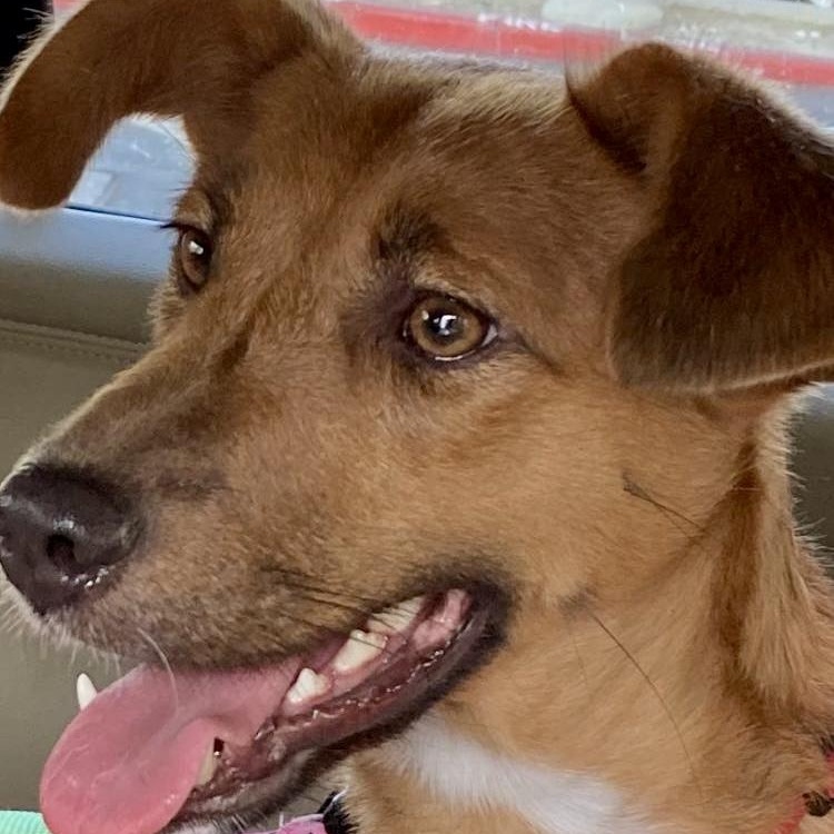 Dawa, a Adoptable Mixed Breed in Van Nuys, CA image 4/6