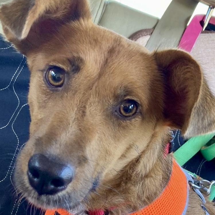 Dawa, a Adoptable Mixed Breed in Van Nuys, CA image 5/6