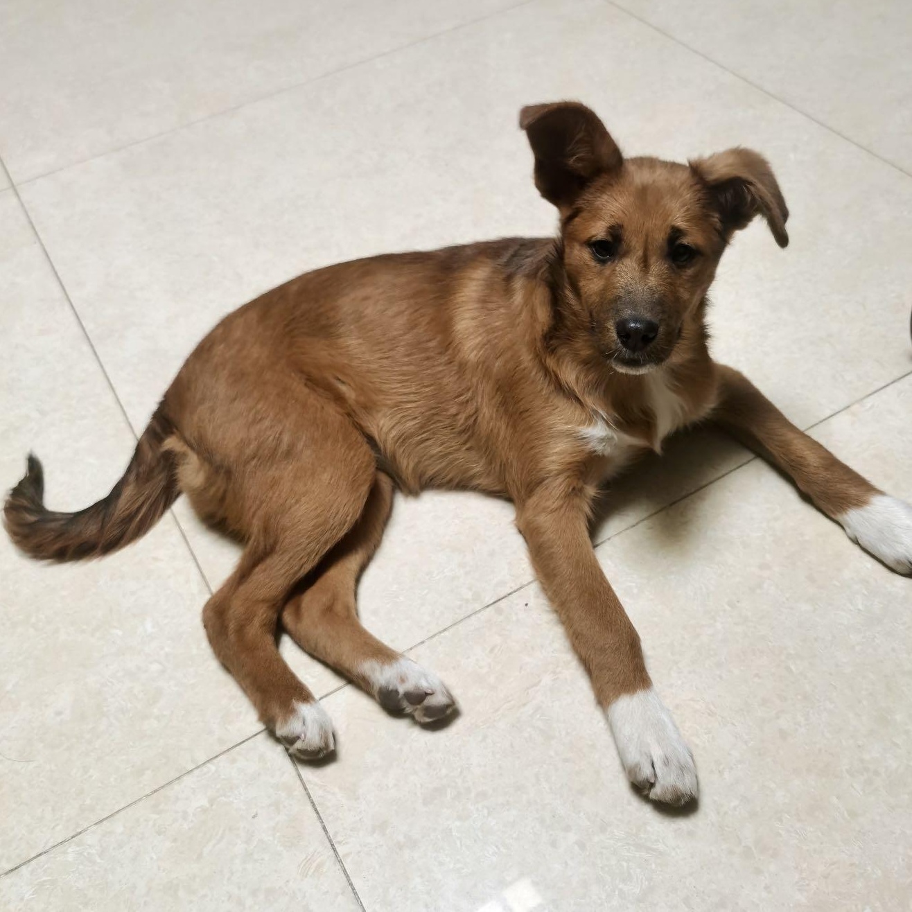 Dawa, a Adoptable Mixed Breed in Van Nuys, CA image 6/6