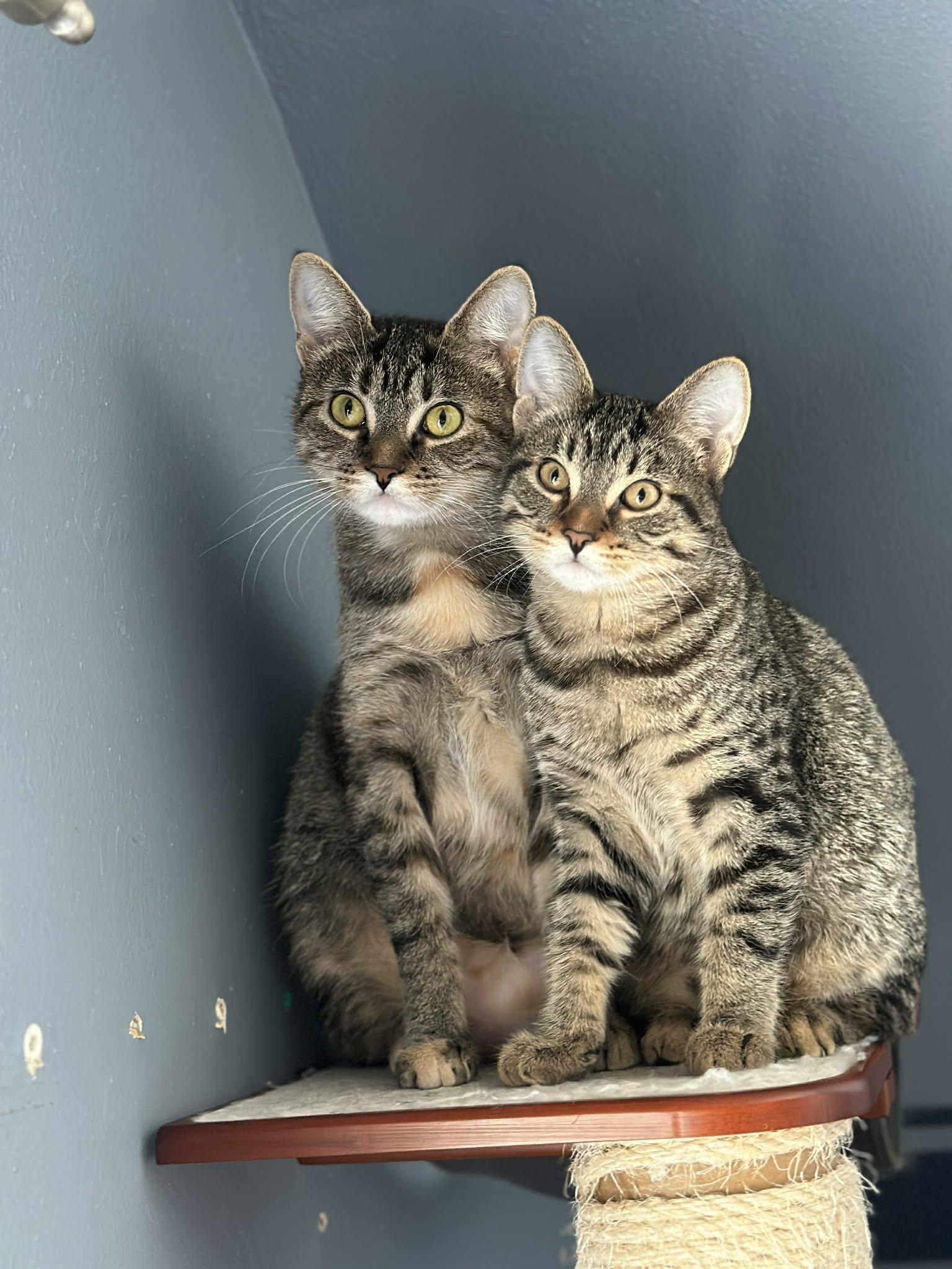 Miles and Wheelie, ADOPTABLE, Young Female Domestic Short Hair.