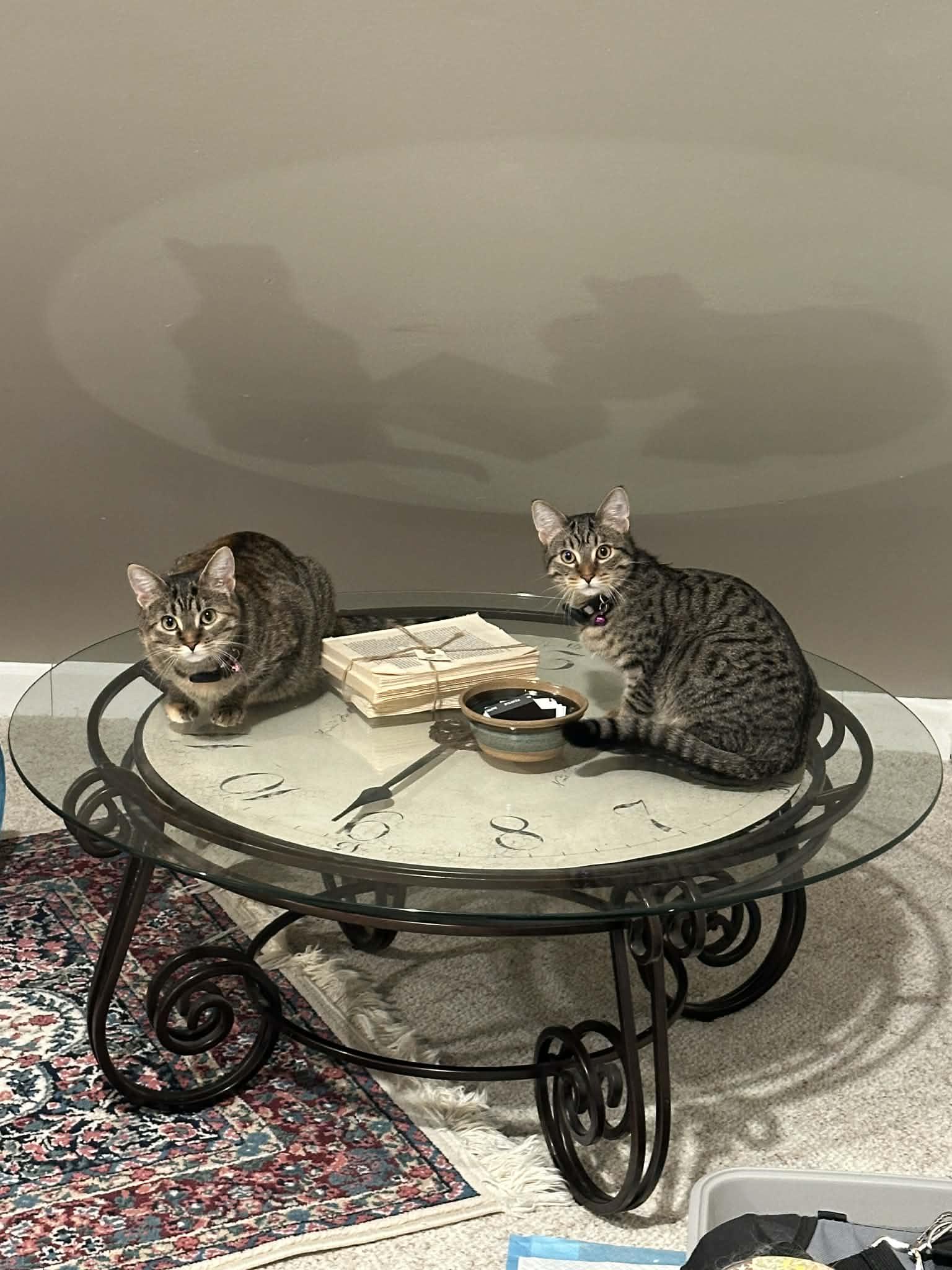 Enlarge Miles and Wheelie, a ADOPTABLE Domestic Short Hair in Milwaukee, WI image 3/3