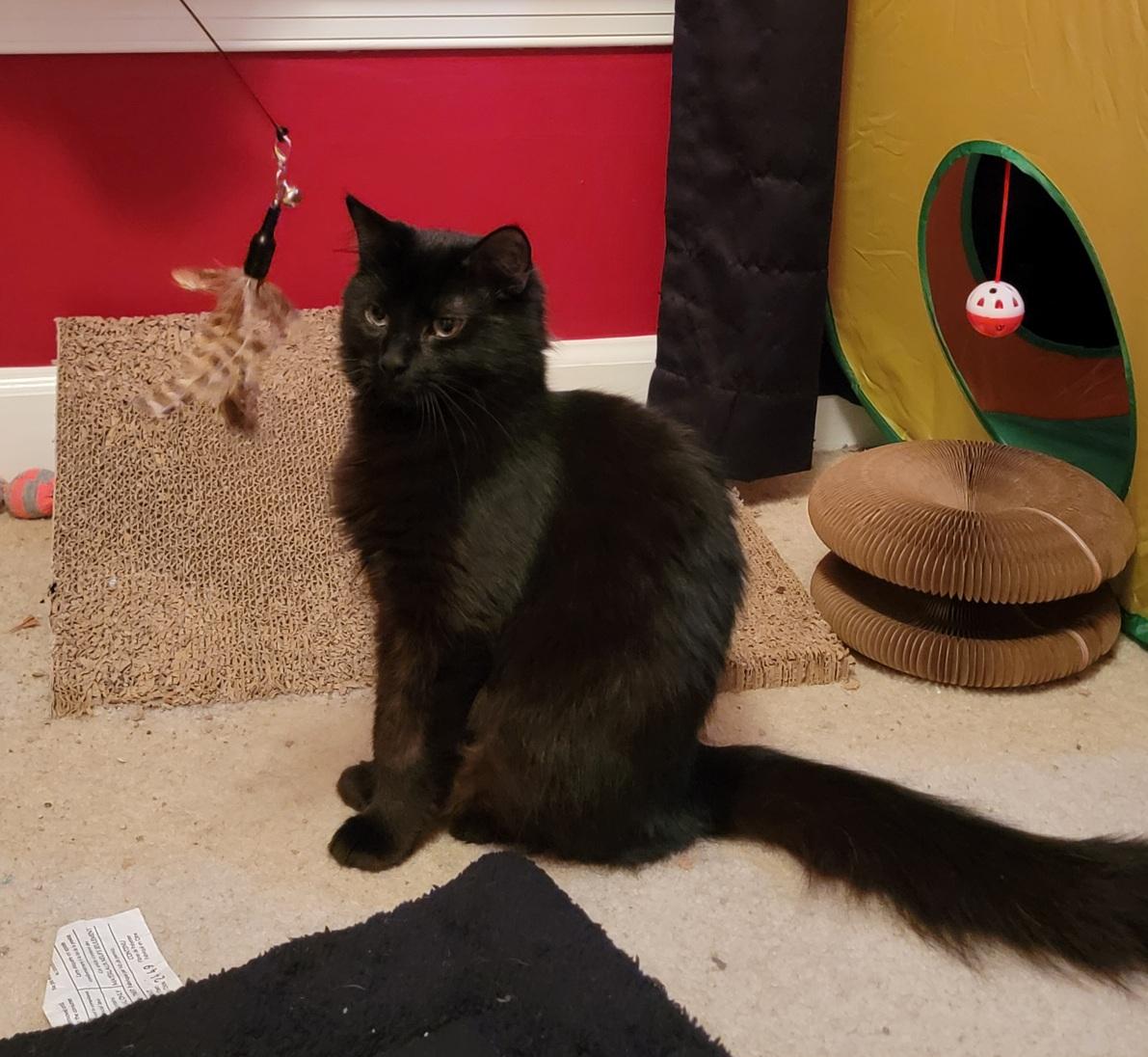 Joni, Adoptable, Young Female Domestic Short Hair.