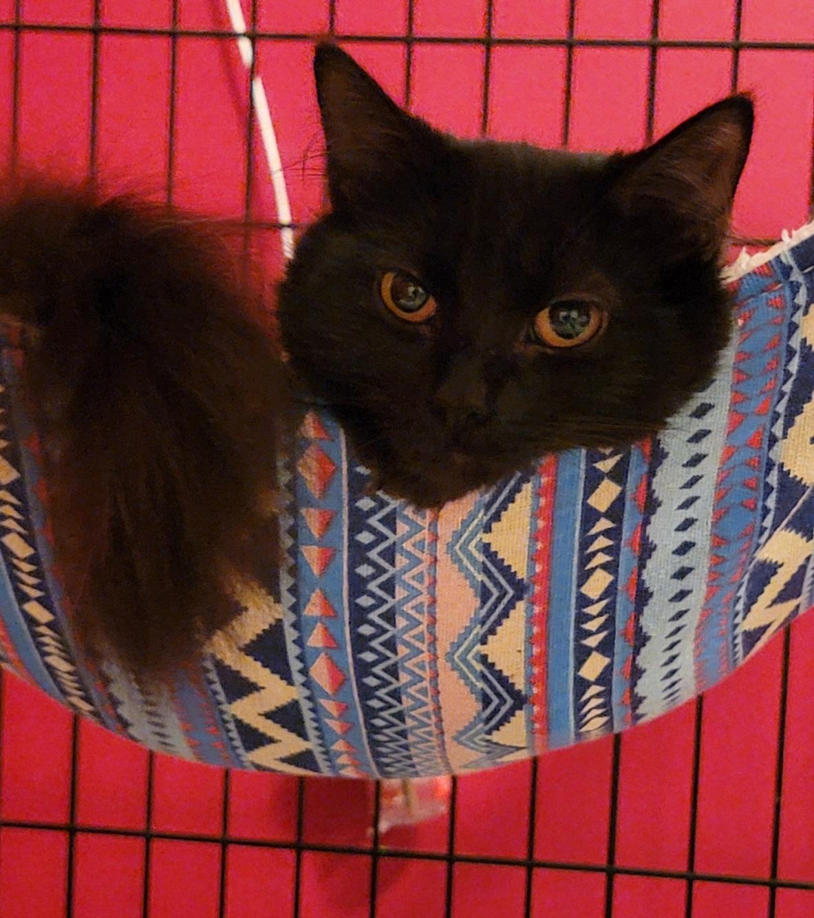 Enlarge Joni, a Adoptable Domestic Short Hair in Leesburg, VA image 2/4