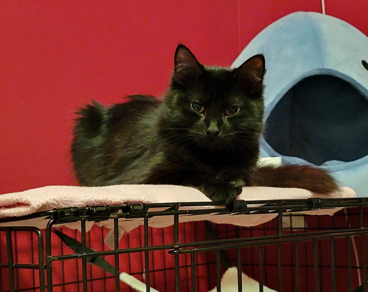 Enlarge Joni, a Adoptable Domestic Short Hair in Leesburg, VA image 3/4