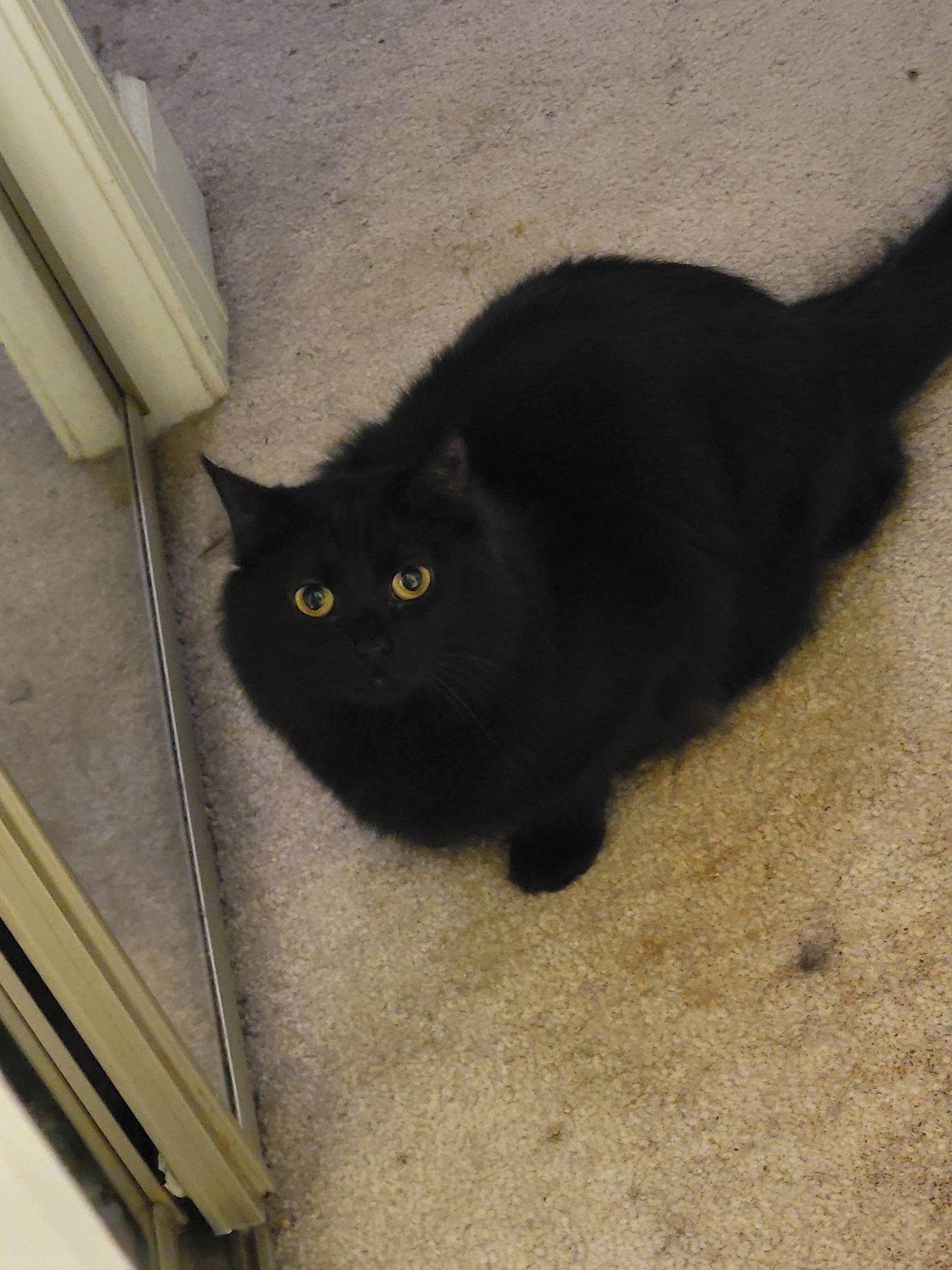 Joni, a Adoptable Domestic Long Hair in Leesburg, VA image 1/6