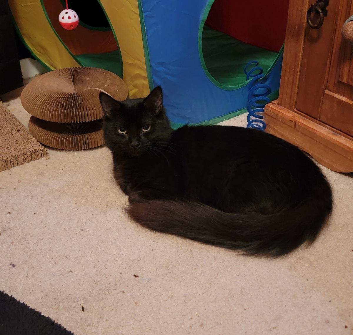 Enlarge Joni, a Adoptable Domestic Short Hair in Leesburg, VA image 4/4