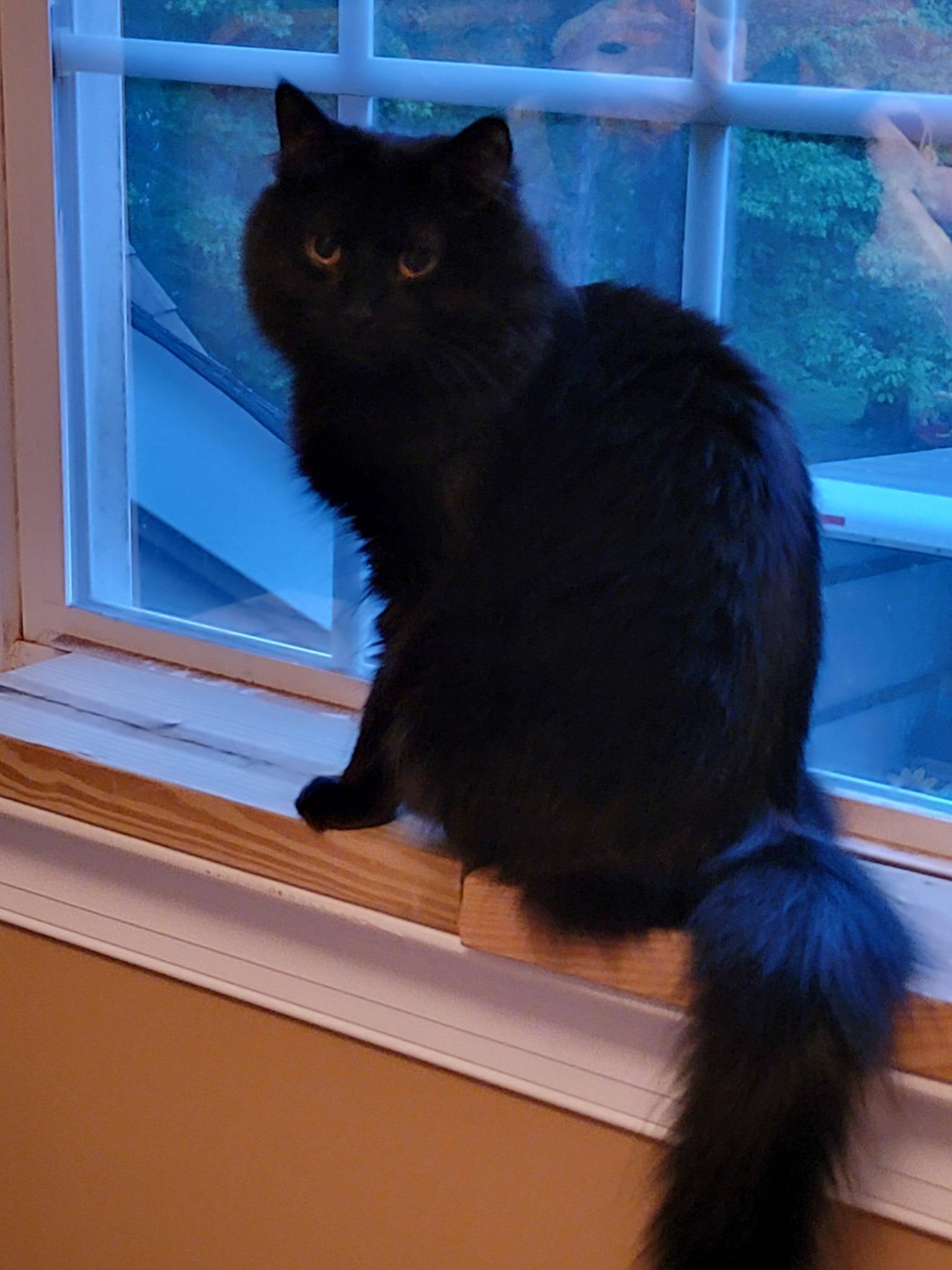 Joni, a Adoptable Domestic Long Hair in Leesburg, VA image 2/6