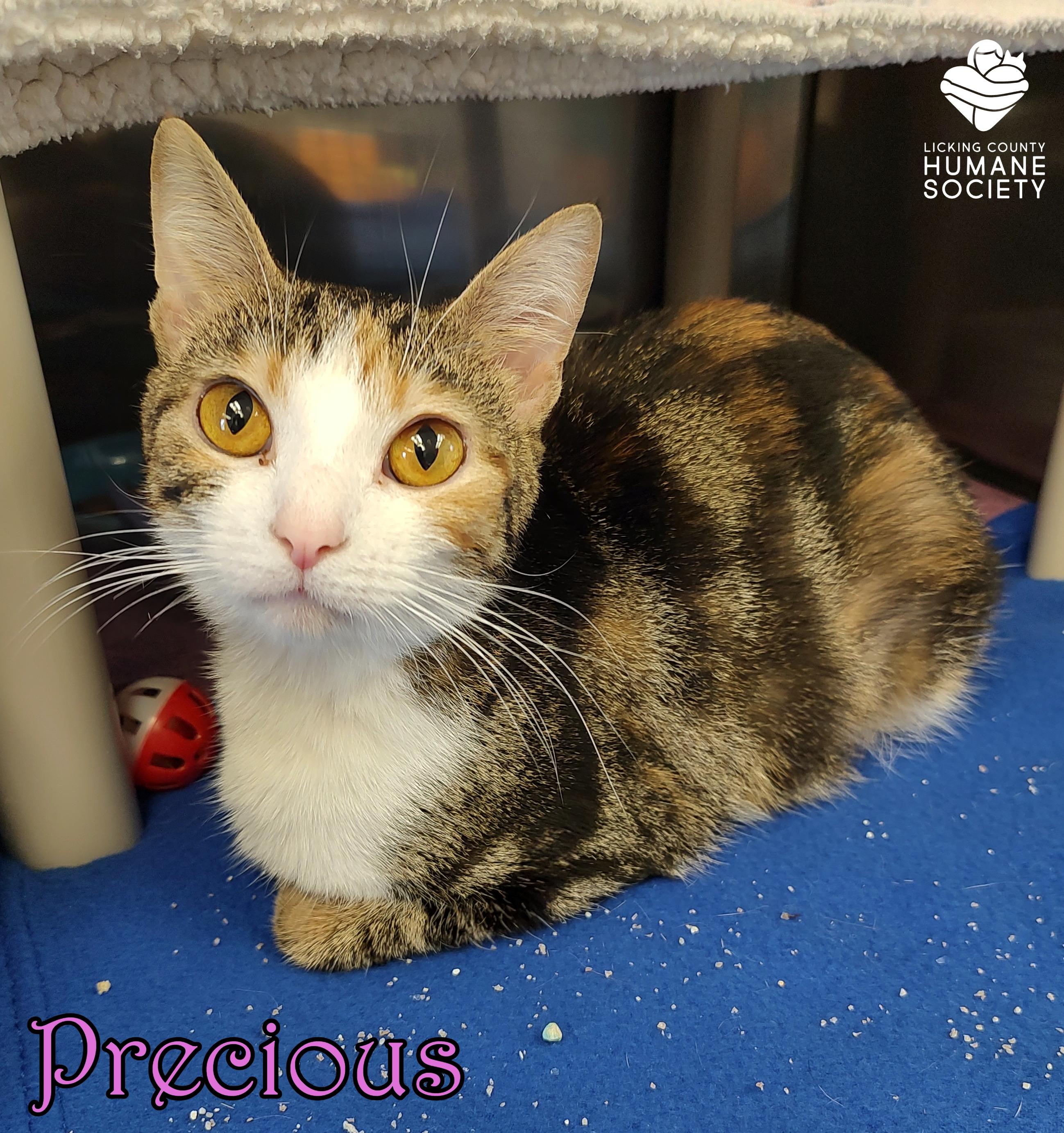 Enlarge Precious, a ADOPTABLE Domestic Short Hair in Heath, OH image 1/1