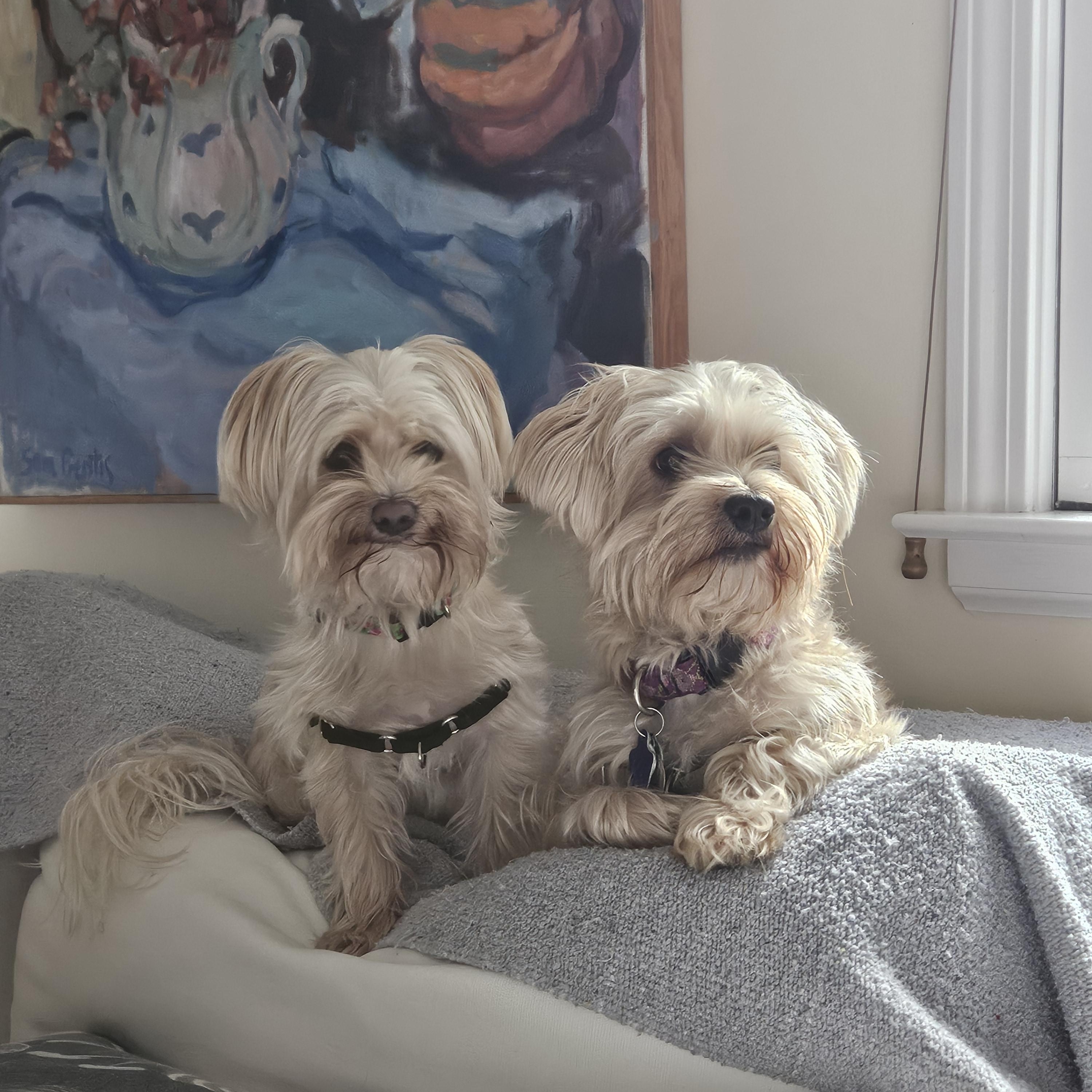 Teddy and Frankie, Adoptable, Adult Male Morkie.