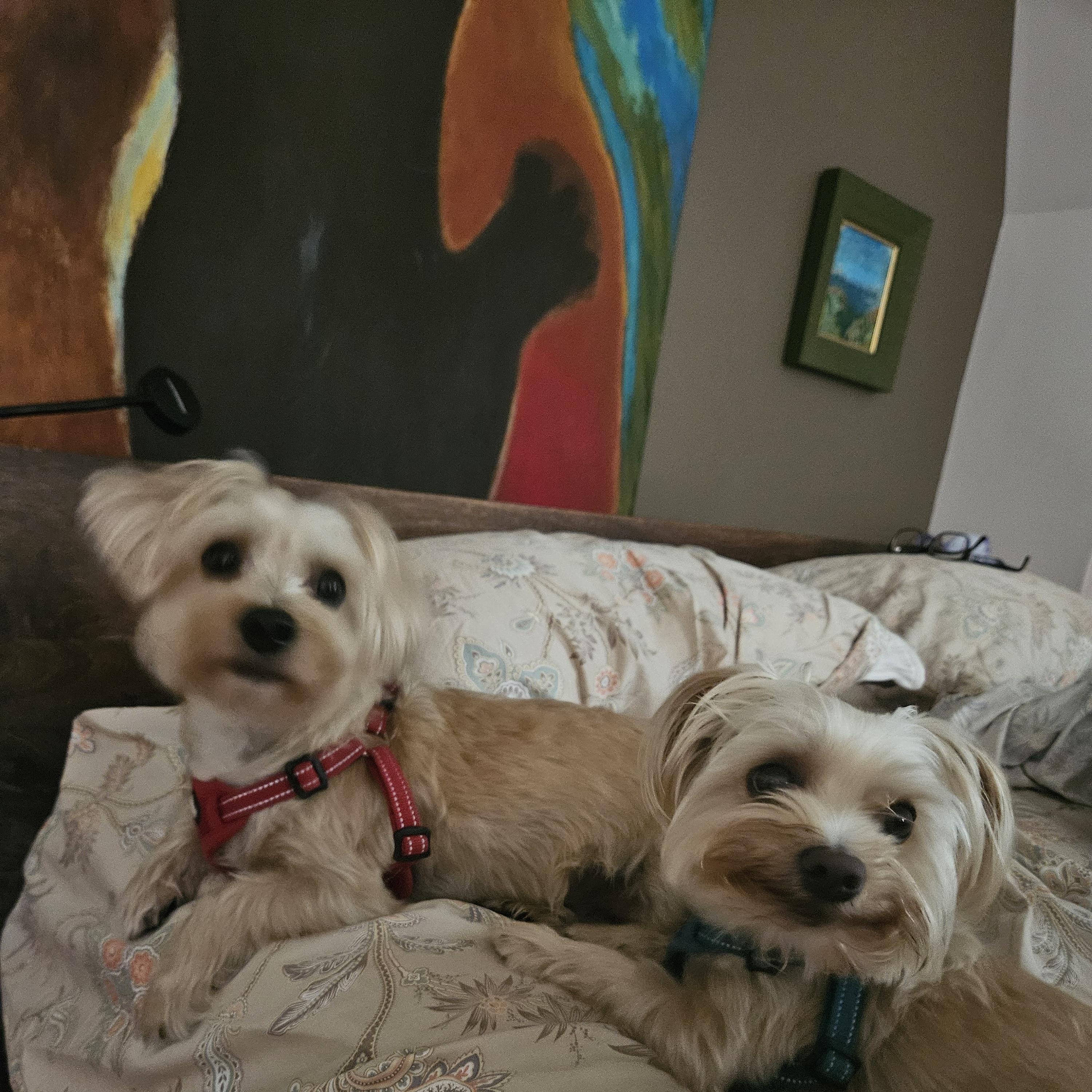Enlarge Teddy and Frankie, a Adoptable mixed breed in Colchester, CT image 2/6