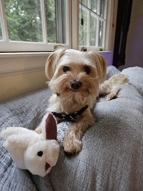 Enlarge Teddy and Frankie, a Adoptable mixed breed in Colchester, CT image 3/6