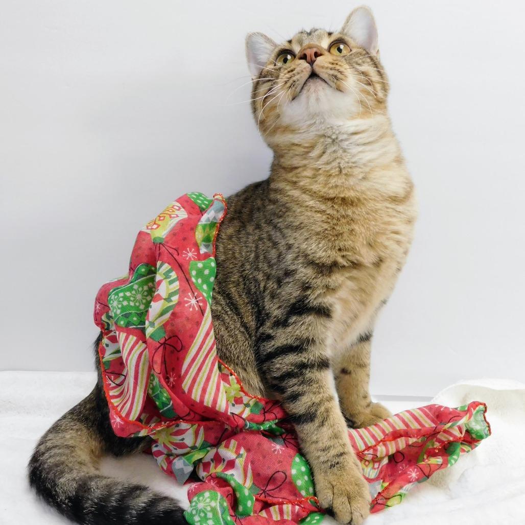 Enlarge Greyson, a Adoptable Domestic Short Hair in Peoria, IL image 1/6