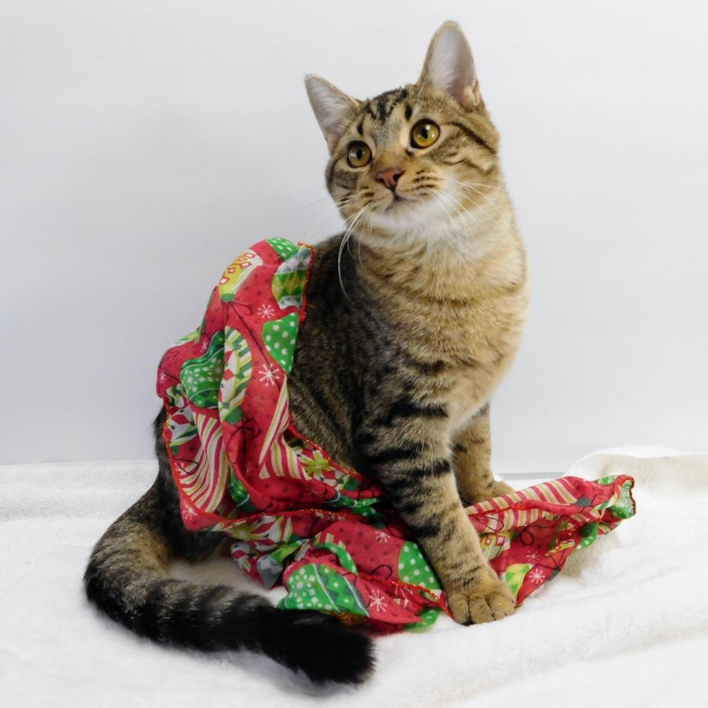 Enlarge Greyson, a Adoptable Domestic Short Hair in Peoria, IL image 2/6