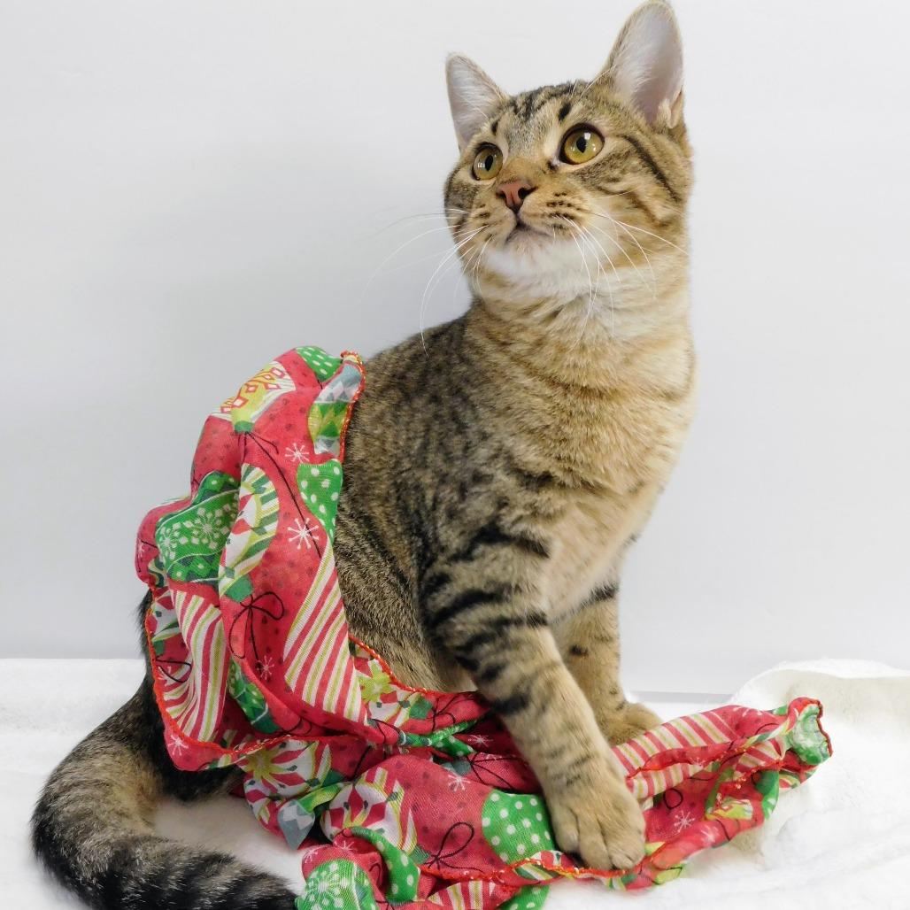 Enlarge Greyson, a Adoptable Domestic Short Hair in Peoria, IL image 3/6