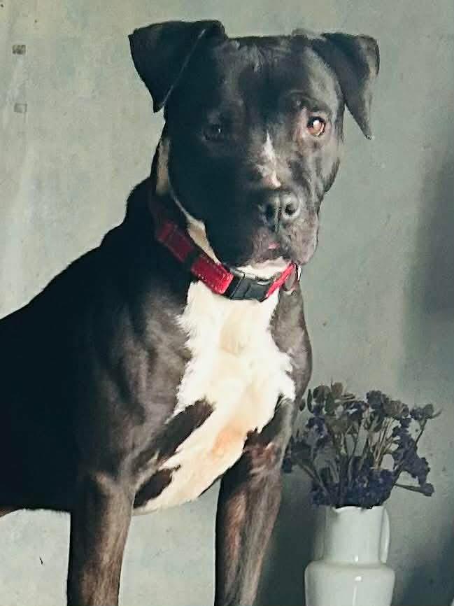 Enlarge Shadow , a ADOPTABLE mixed breed in Eugene, OR image 2/3